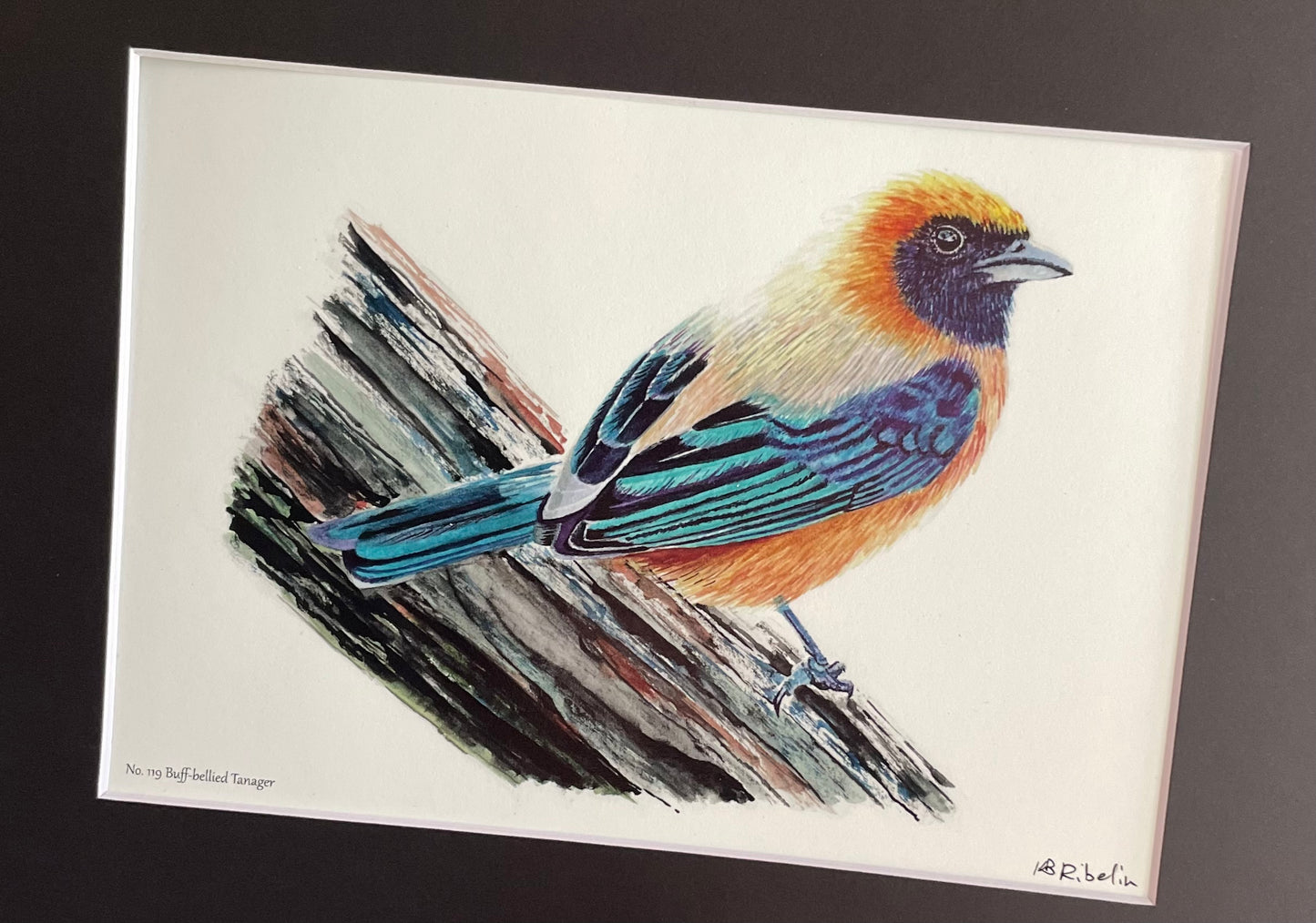 Buff-bellied Tanager - Bird Art by KB
