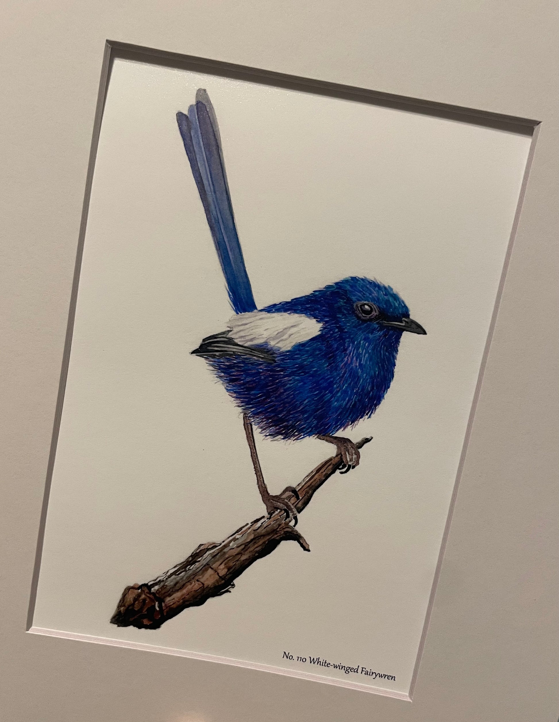 White-winged Fairywren - Bird Art by KB