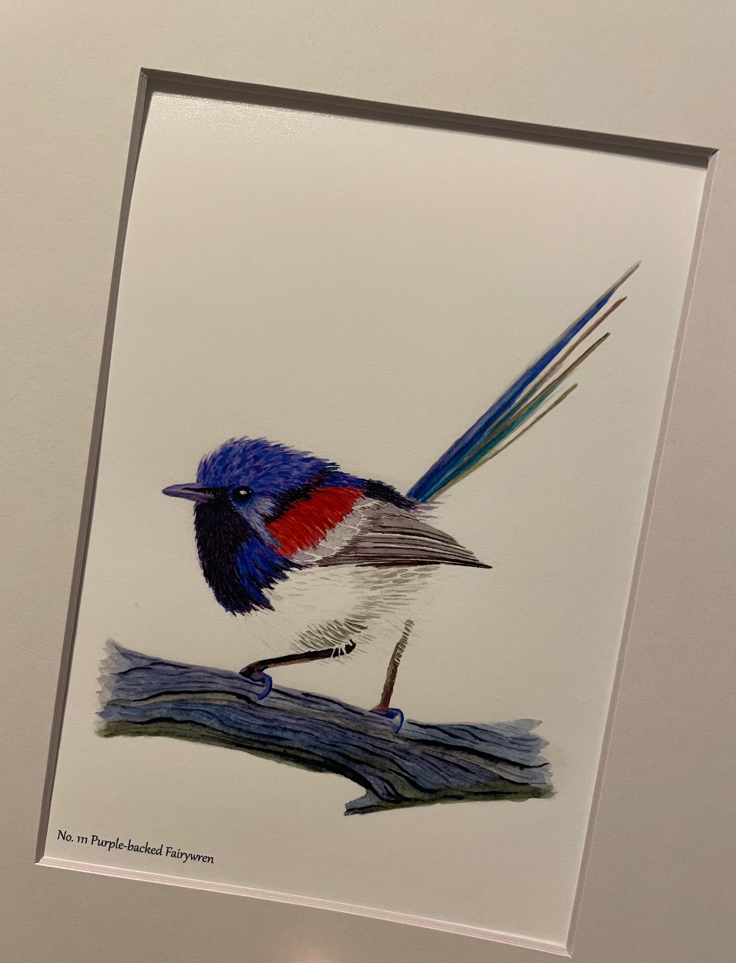 Purple-backed Fairywren - Bird Art by KB