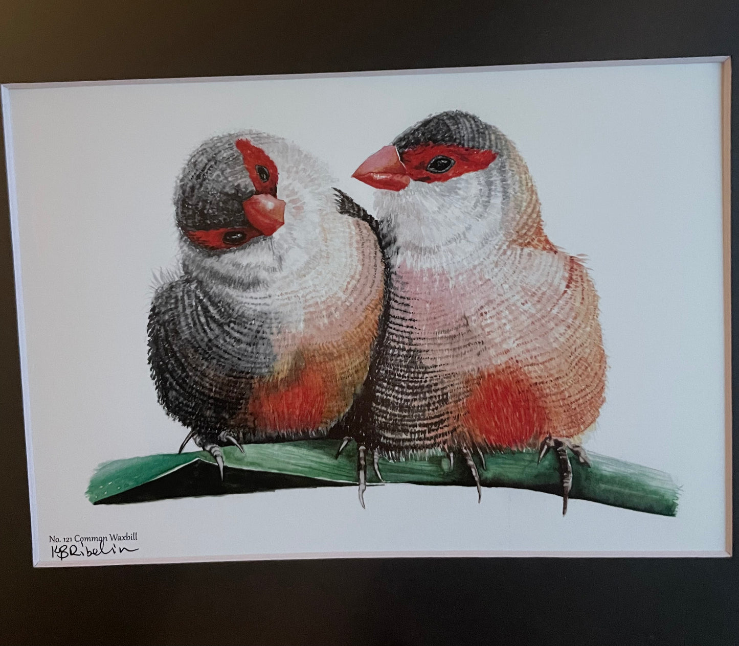 Common Waxbill - Bird Art by KB