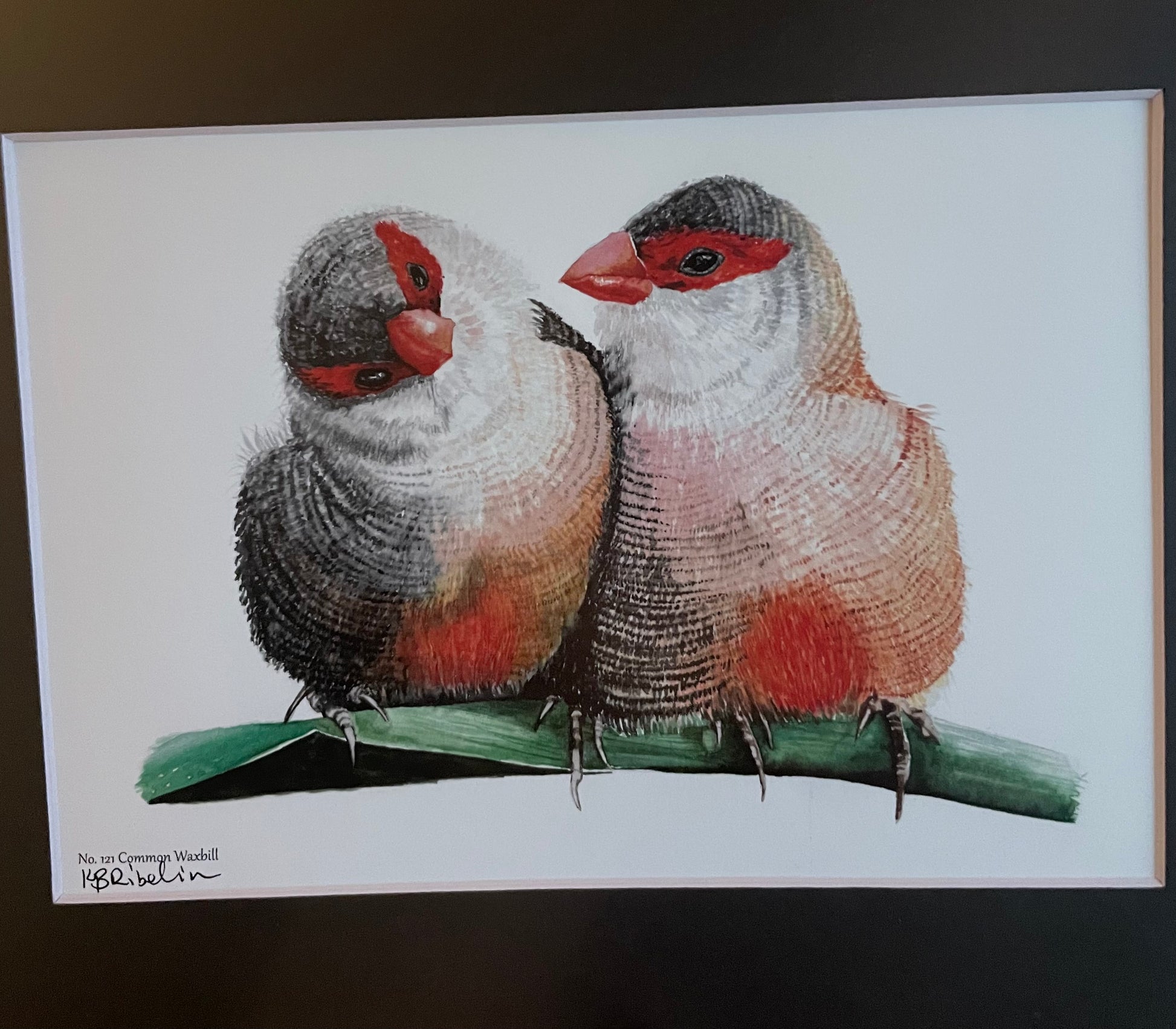Common Waxbill - Bird Art by KB