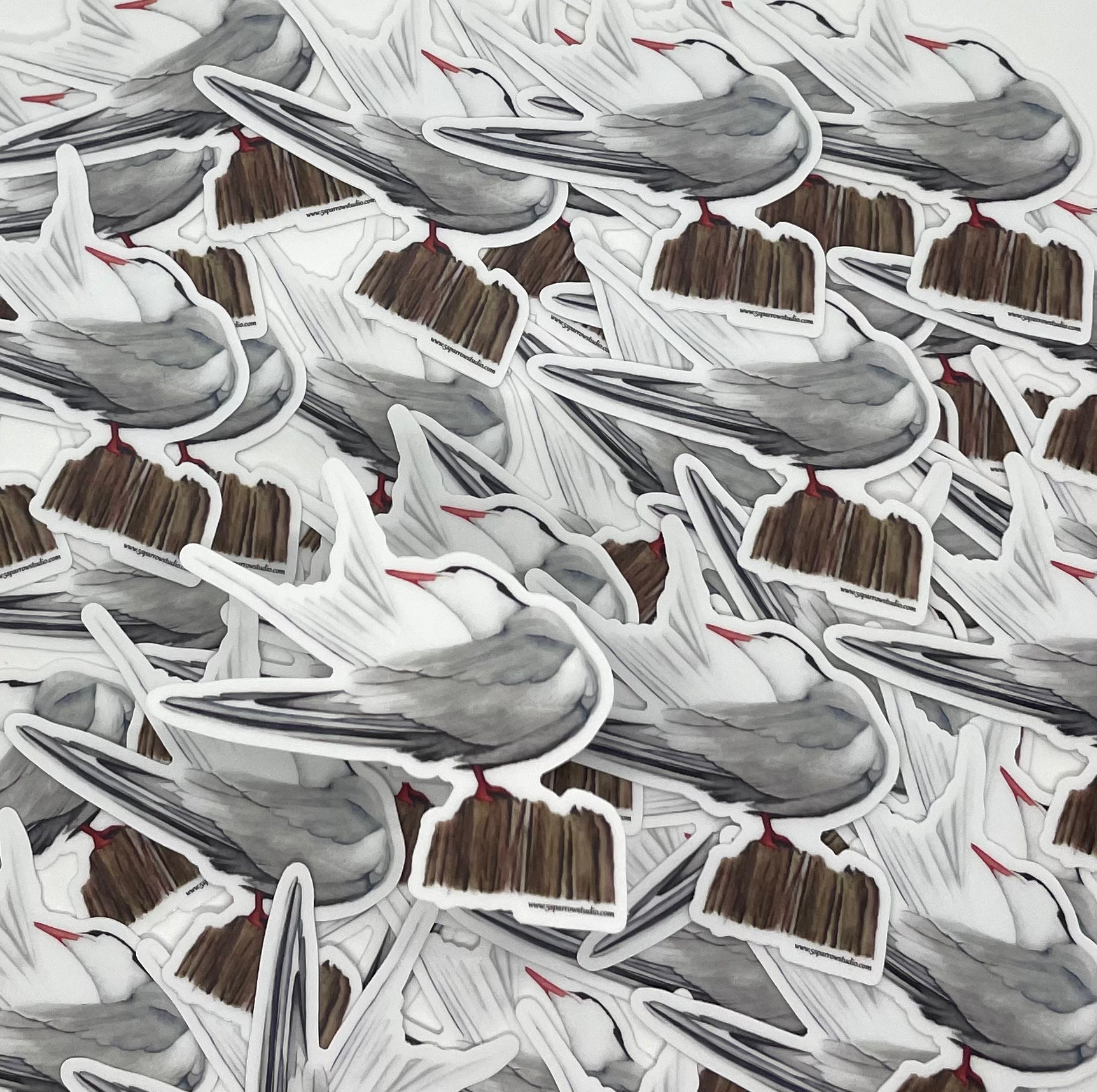 Common Tern - Bird Art by KB