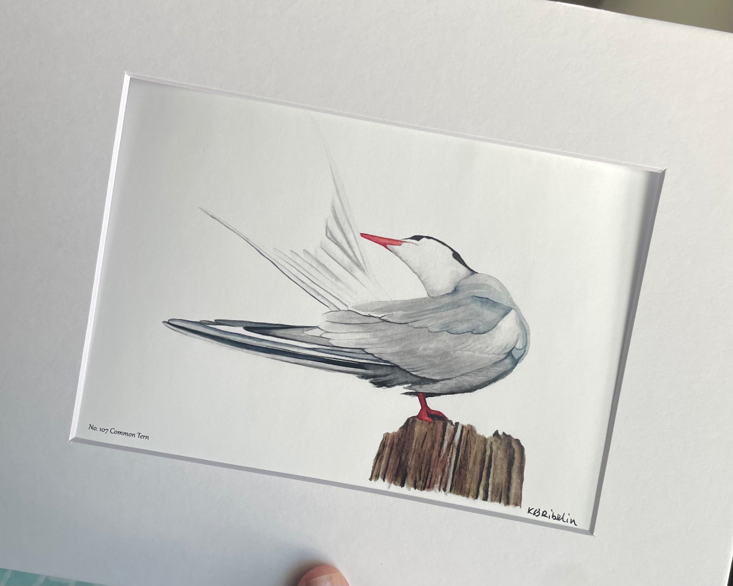 Common Tern - Bird Art by KB