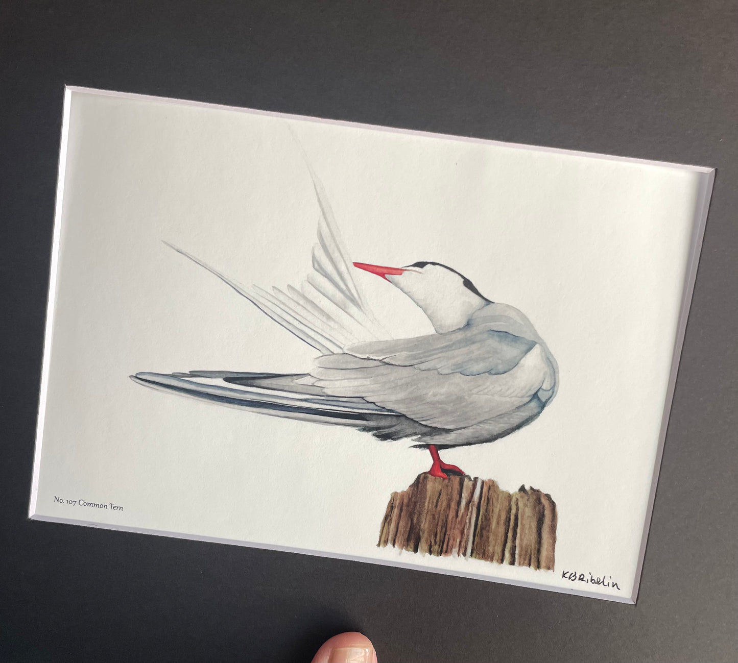 Common Tern - Bird Art by KB