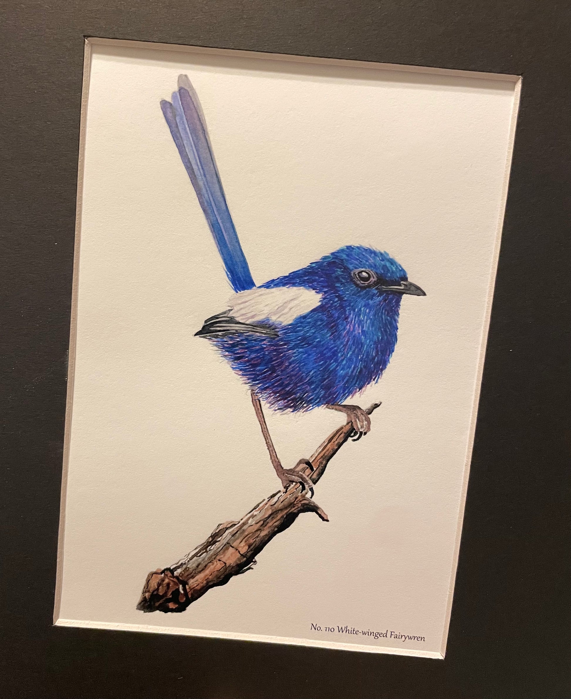 White-winged Fairywren - Bird Art by KB