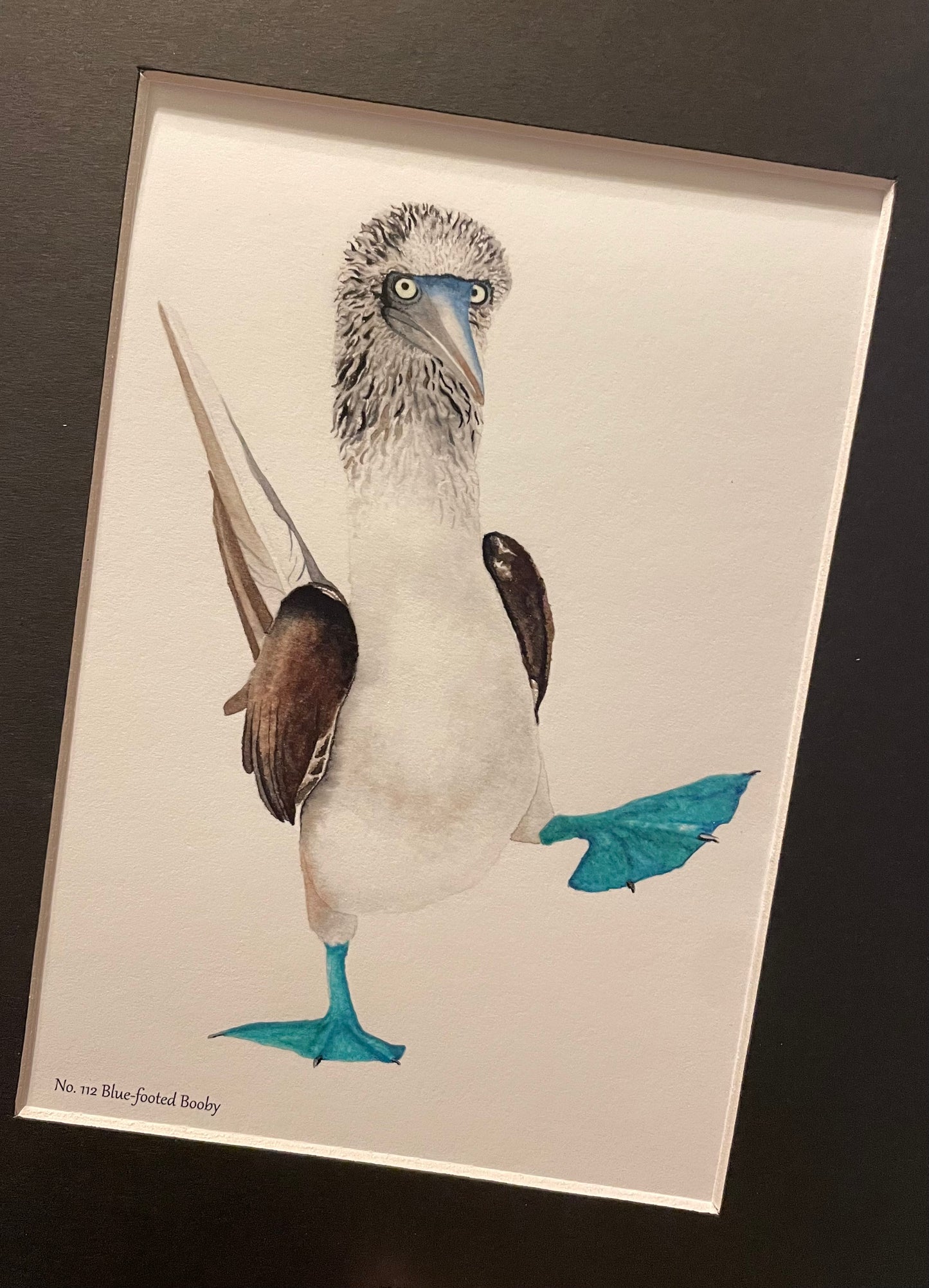 Blue-Footed Booby - Bird Art by KB