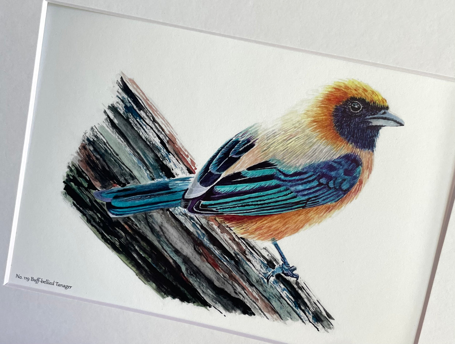 Buff-bellied Tanager - Bird Art by KB