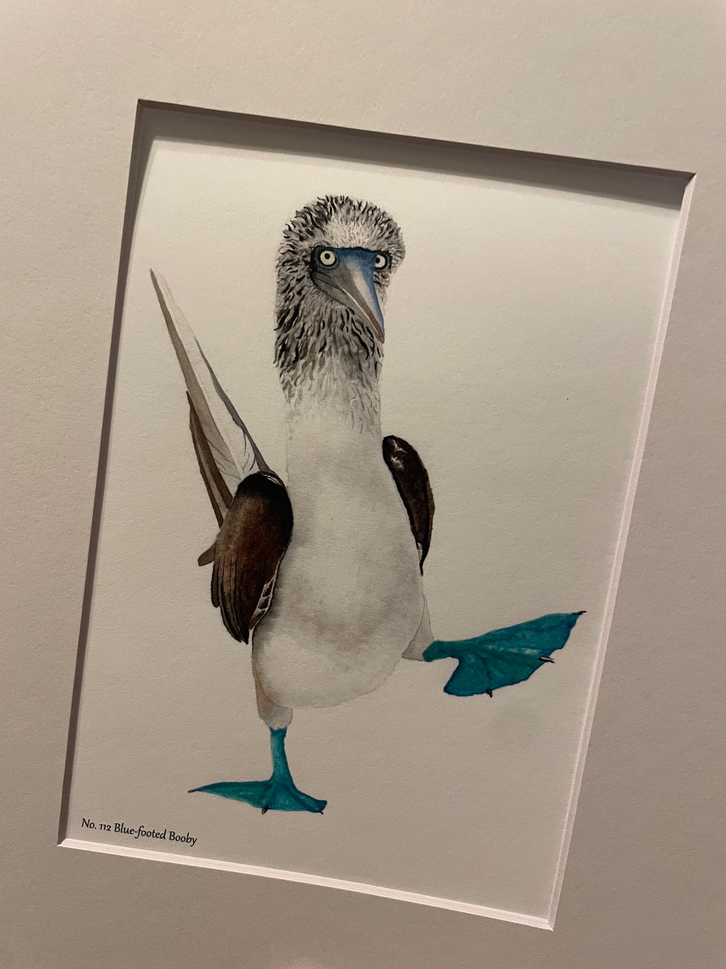 Blue-Footed Booby - Bird Art by KB