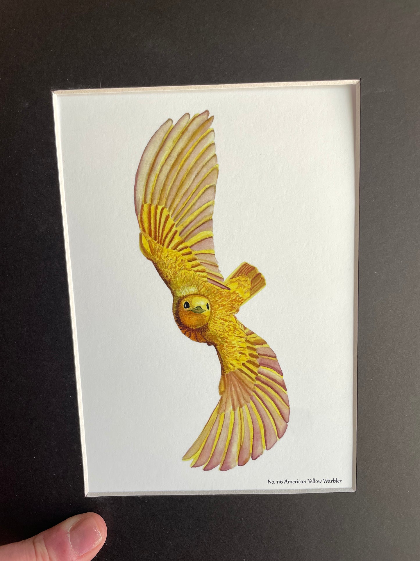 Yellow Warbler - Bird Art by KB