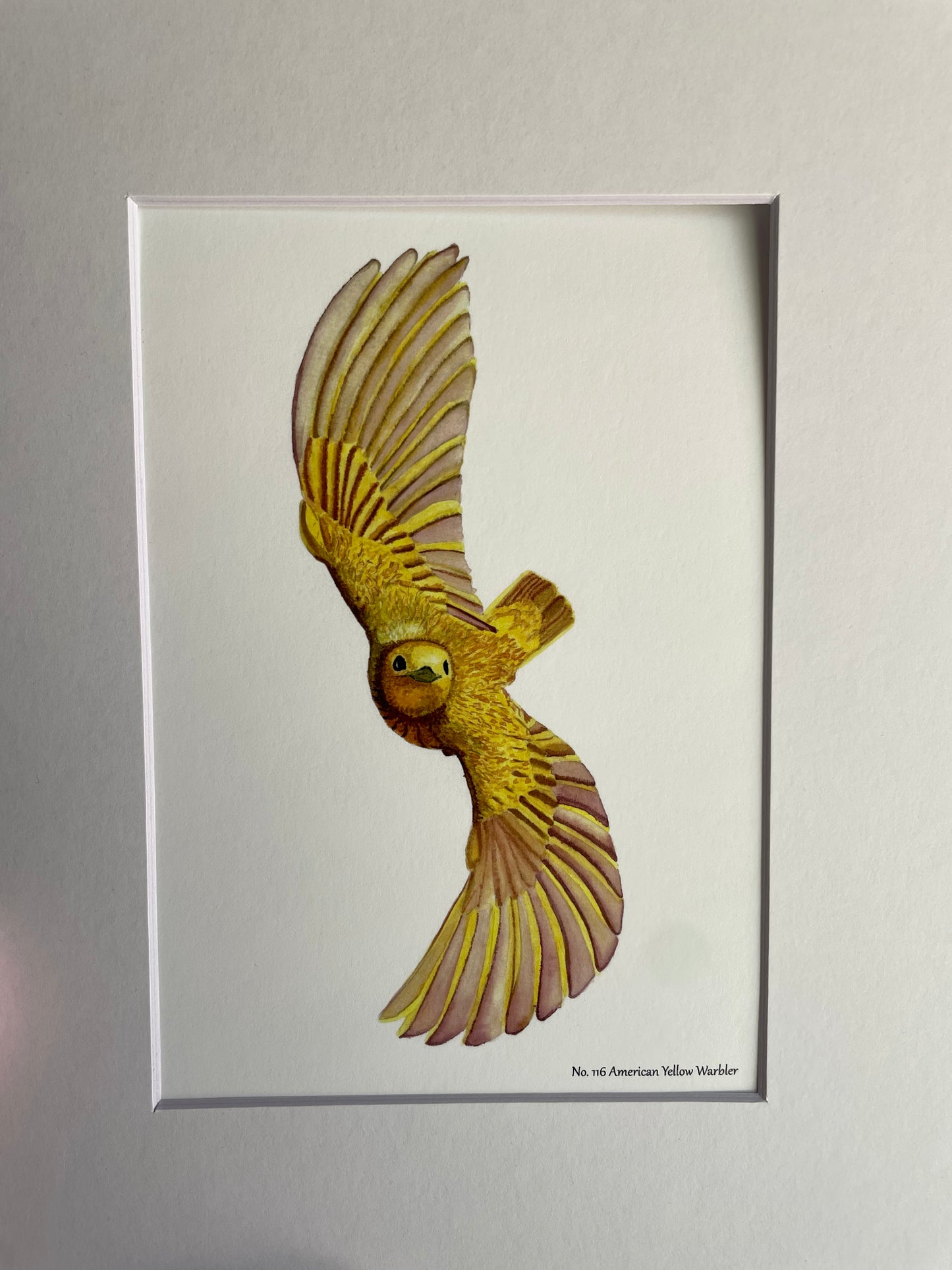 Yellow Warbler - Bird Art by KB
