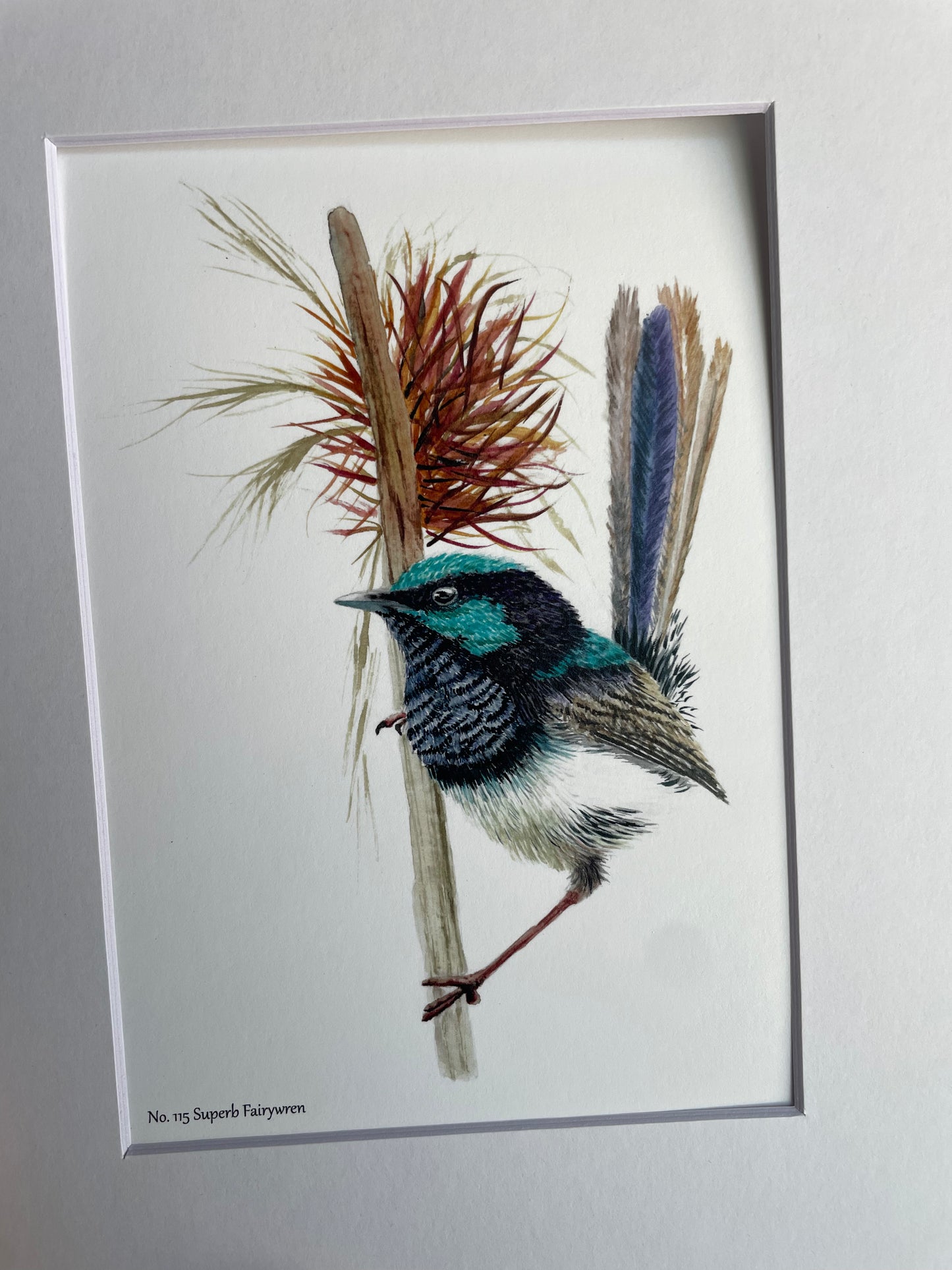 Superb Fairywren - Bird Art by KB