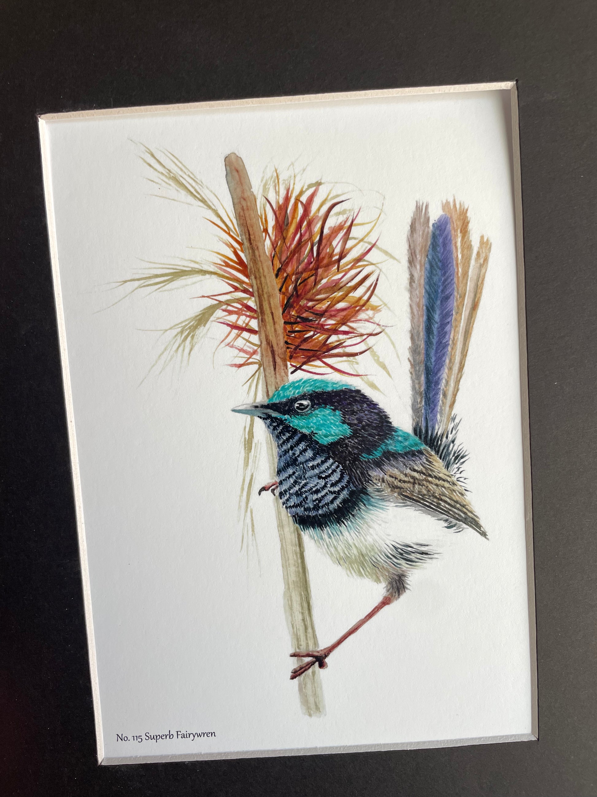 Superb Fairywren - Bird Art by KB