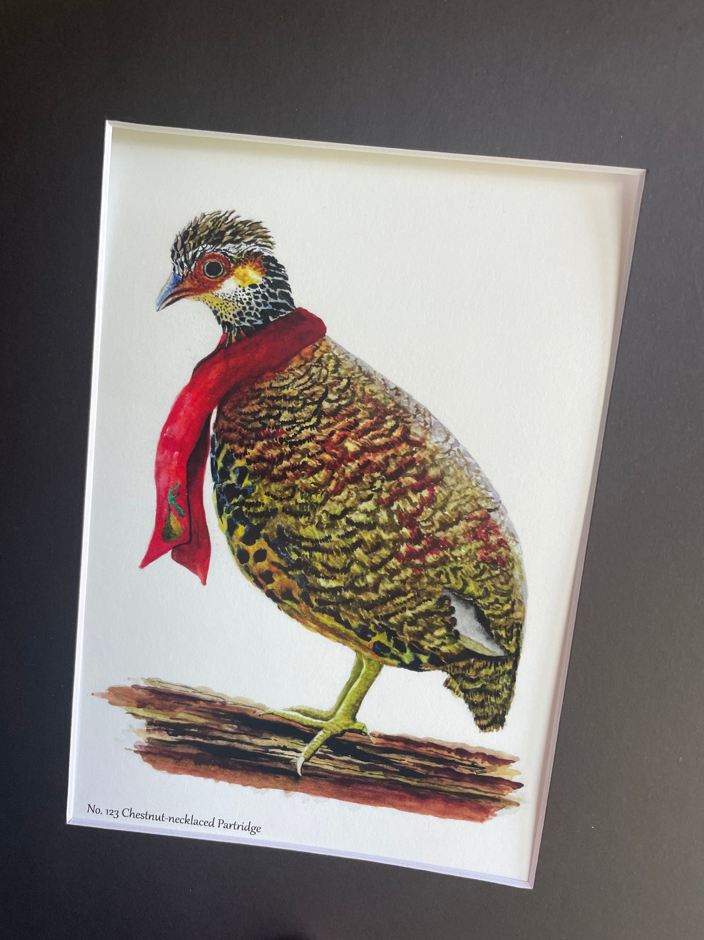 Chestnut-necklaced Partridge (CHRISTMAS EDITION) - Bird Art by KB