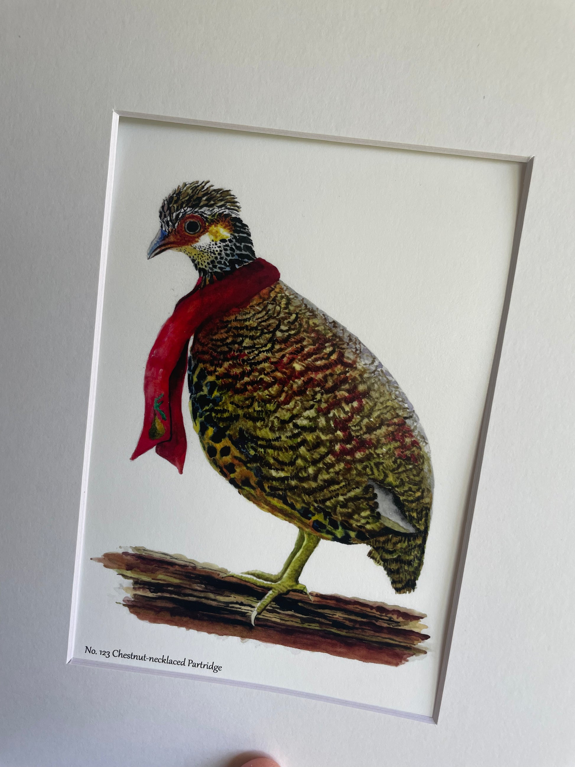 Chestnut-necklaced Partridge (CHRISTMAS EDITION) - Bird Art by KB