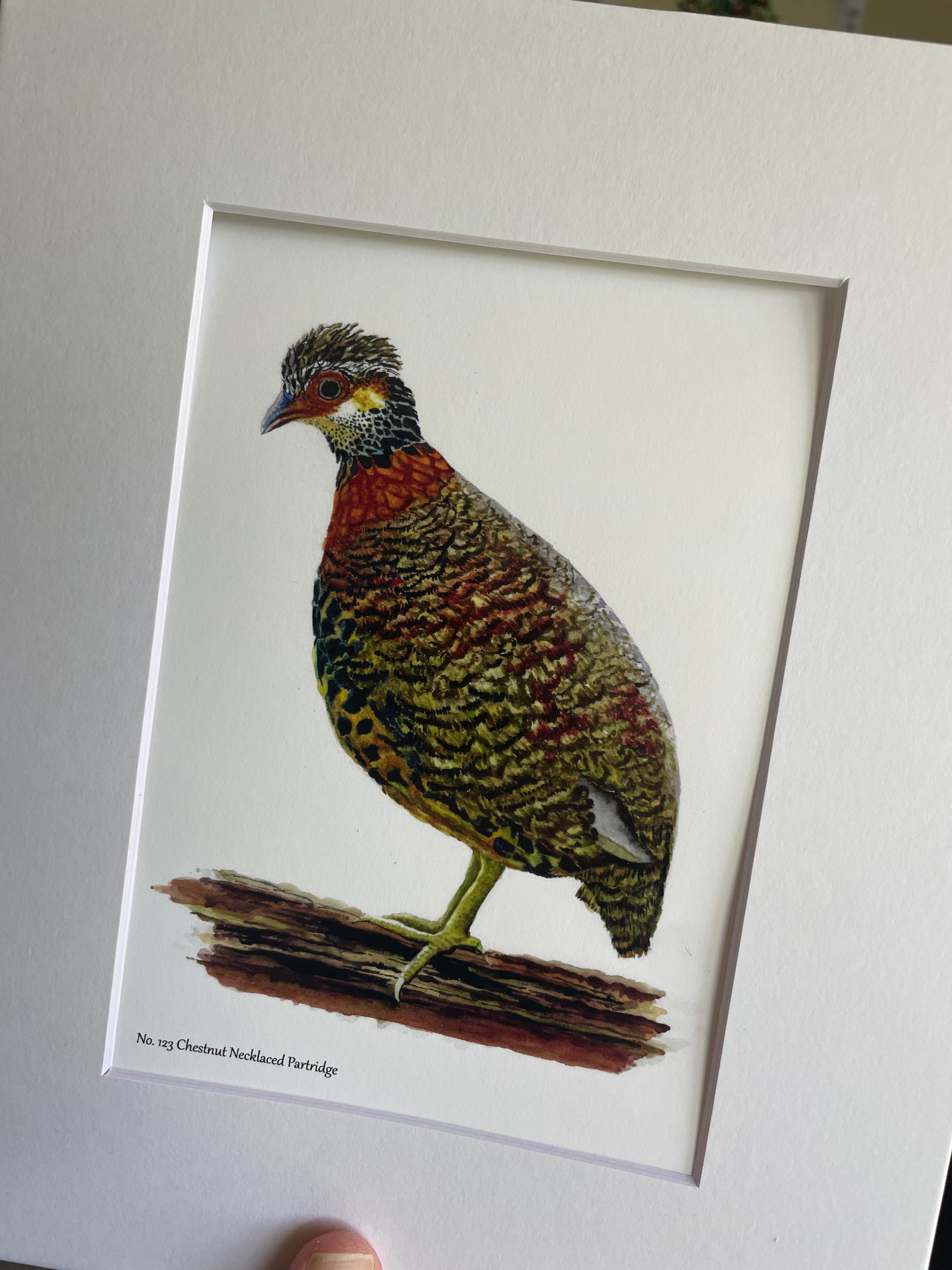 Chestnut-necklaced Partridge - Bird Art by KB