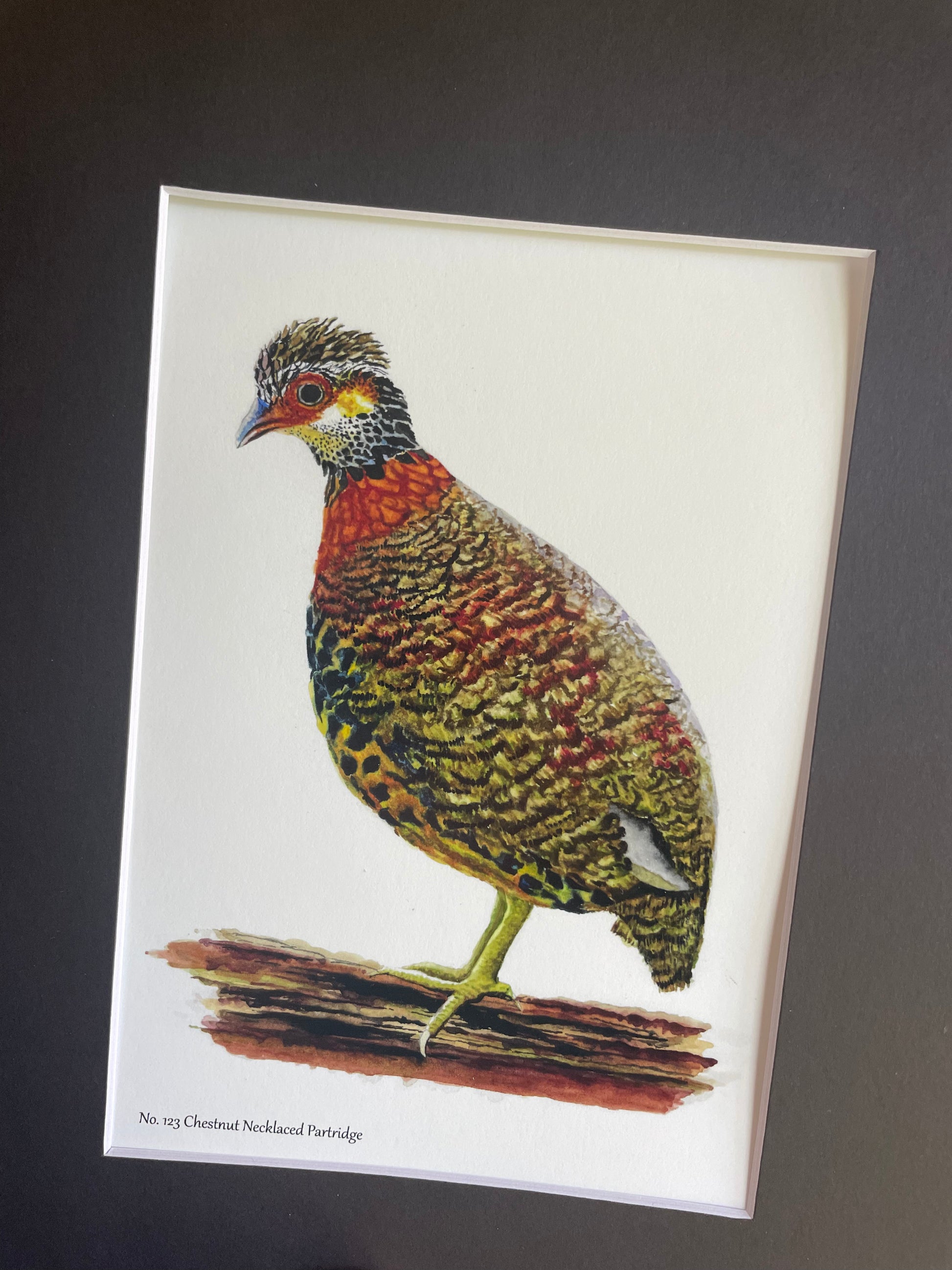 Chestnut-necklaced Partridge - Bird Art by KB