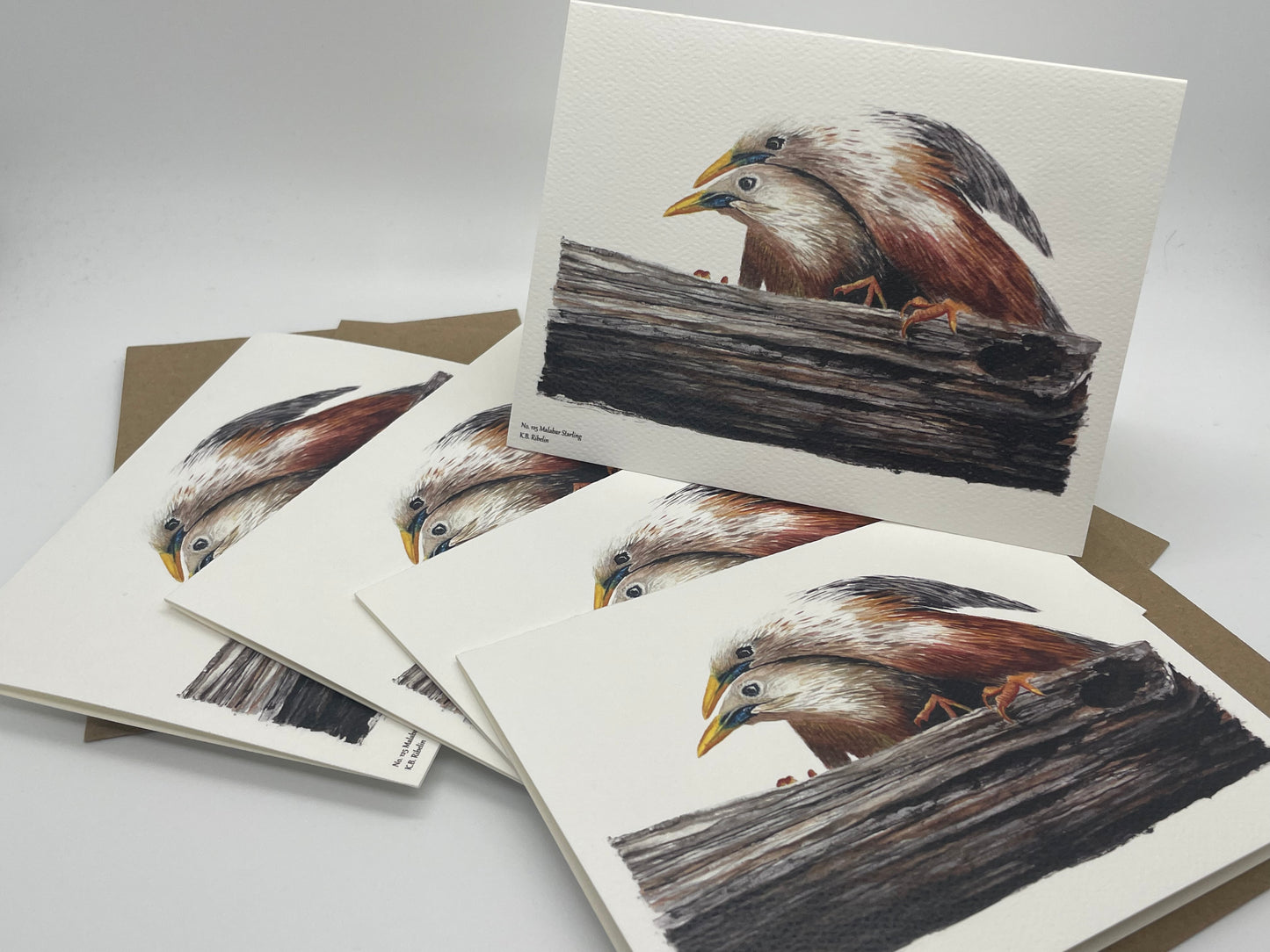 Malabar Starling - Bird Art by KB