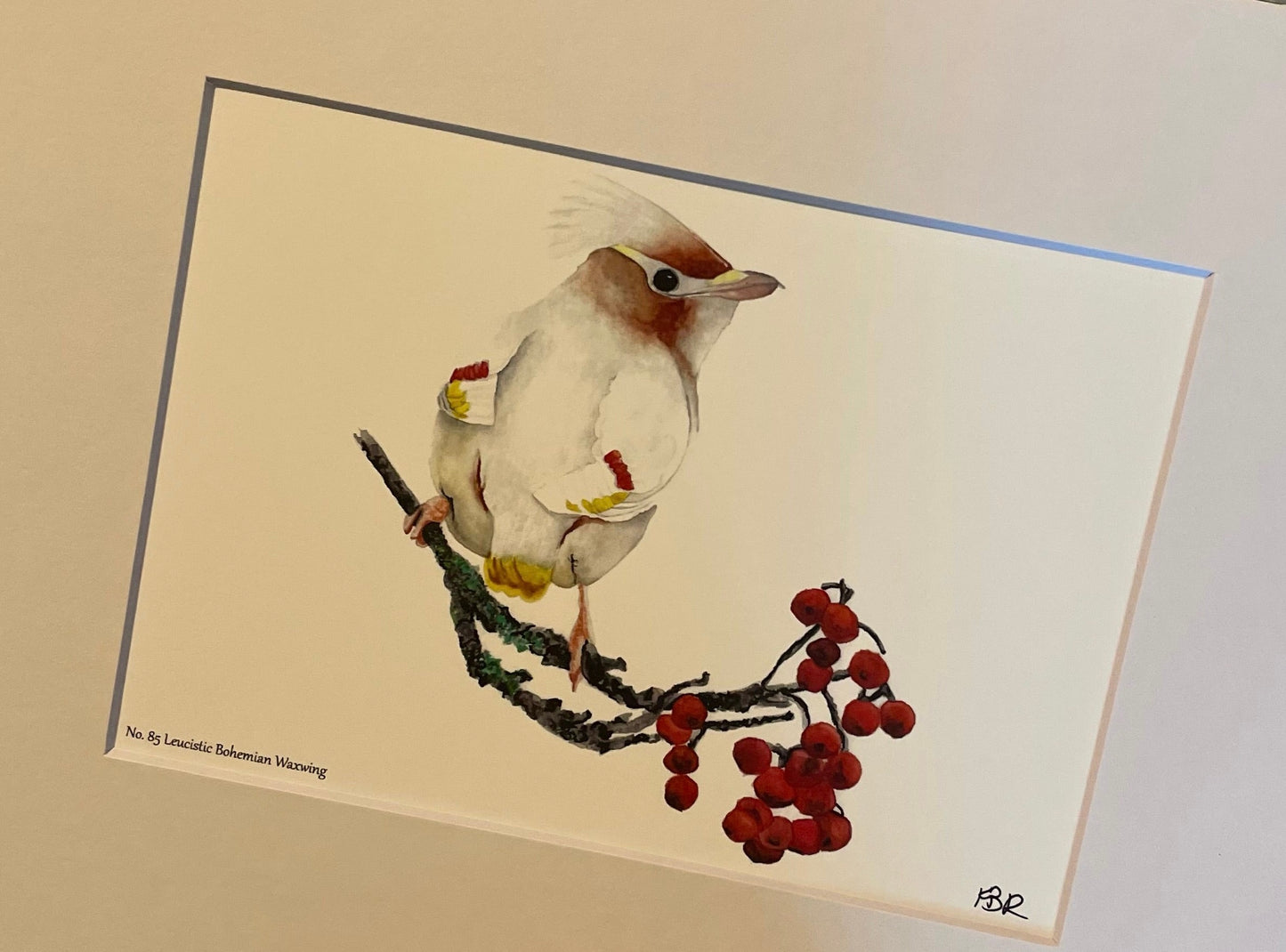 Leucistic Bohemian Waxwing - Bird Art by KB
