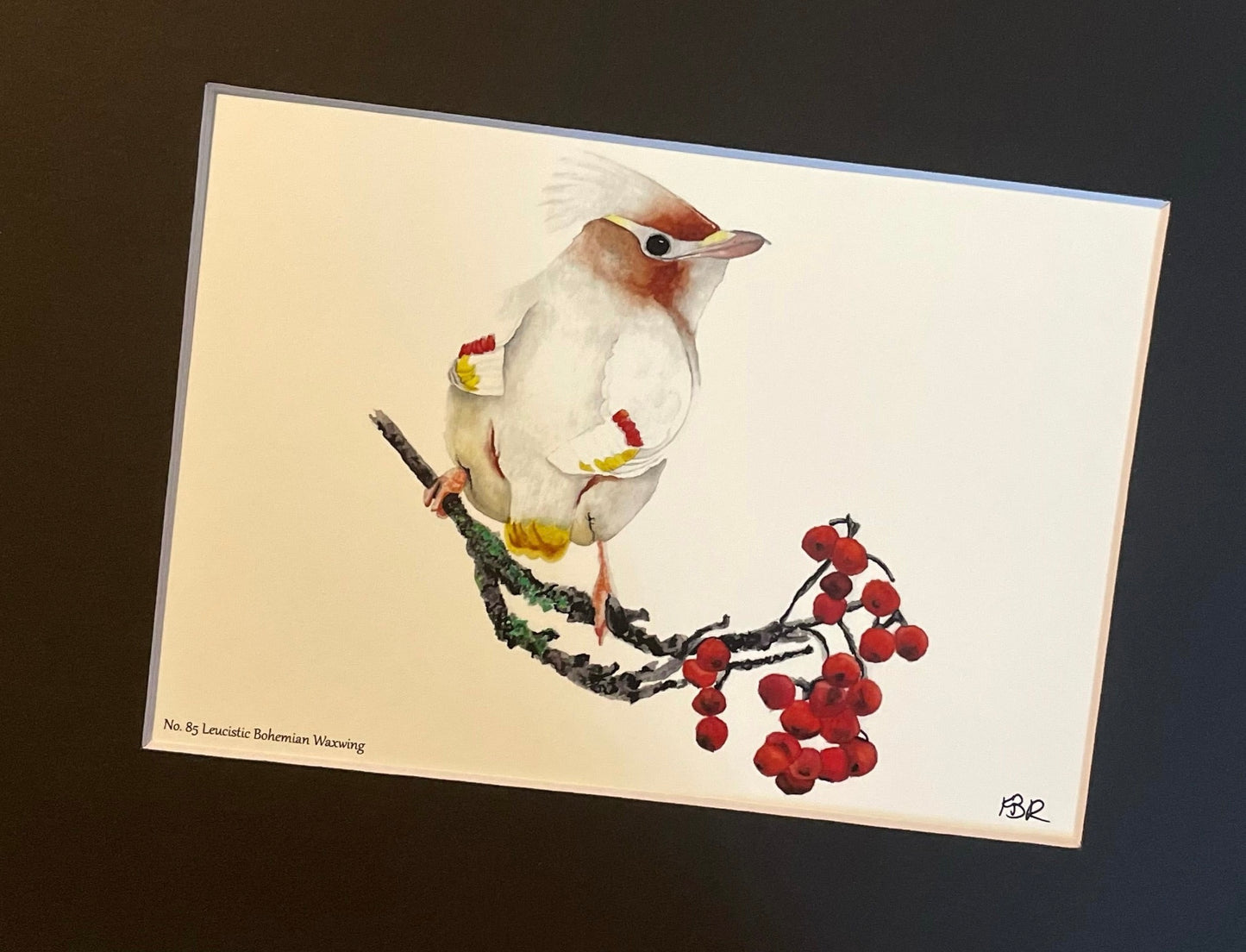 Leucistic Bohemian Waxwing - Bird Art by KB