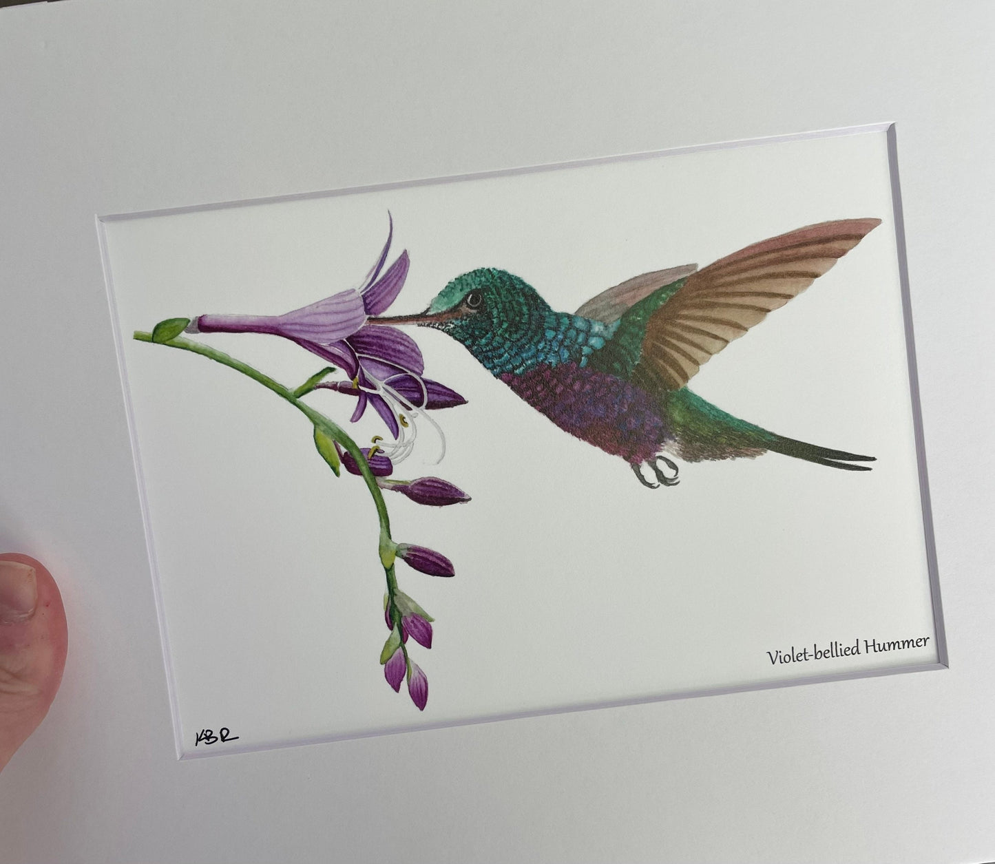 Violet-bellied Hummingbird - Bird Art by KB