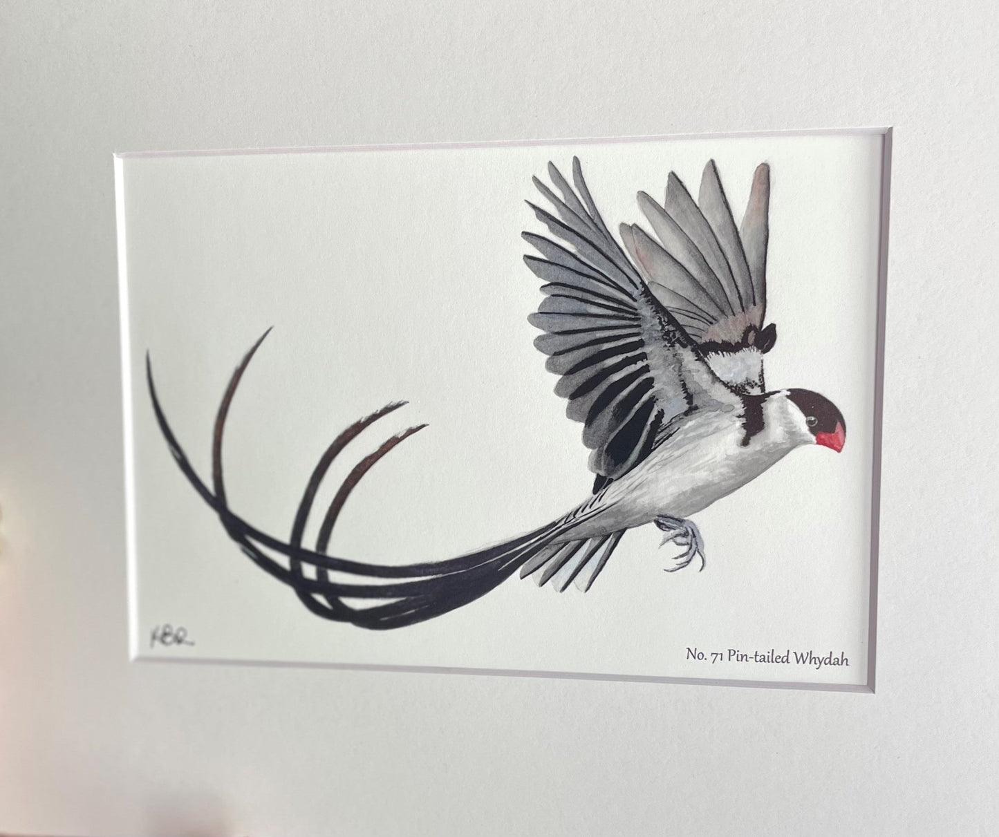 Pin-tailed Whydah - Bird Art by KB