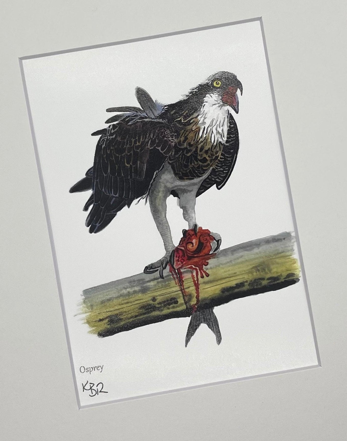 Osprey - Bird Art by KB