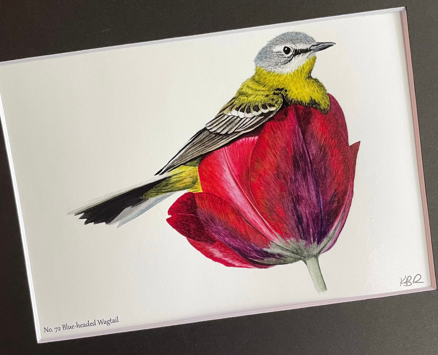 Blue-headed Wagtail - Bird Art by KB
