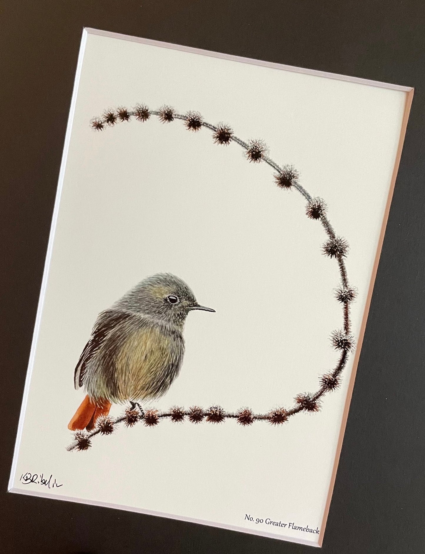 Black Redstart - Bird Art by KB