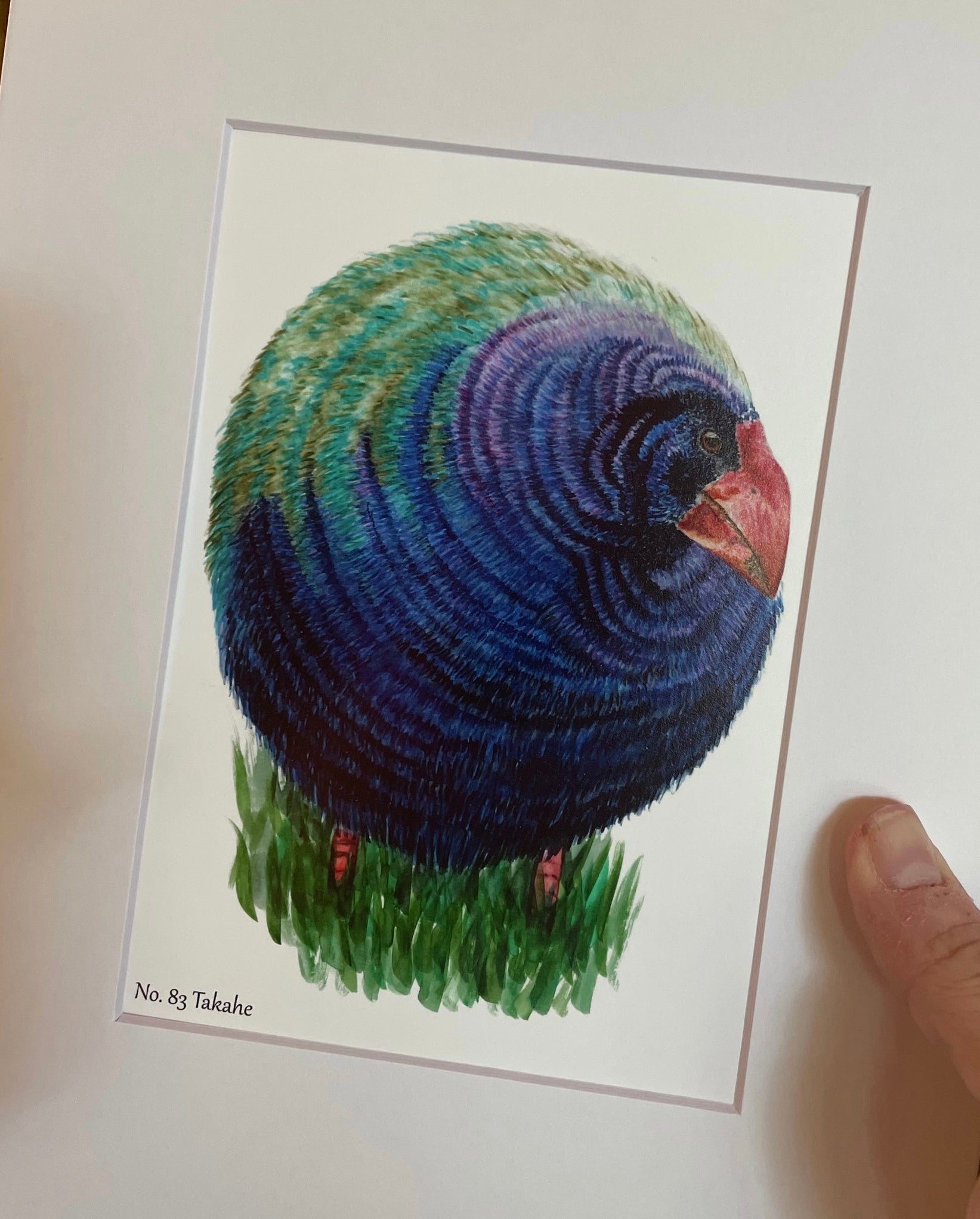 Takahe - Bird Art by KB