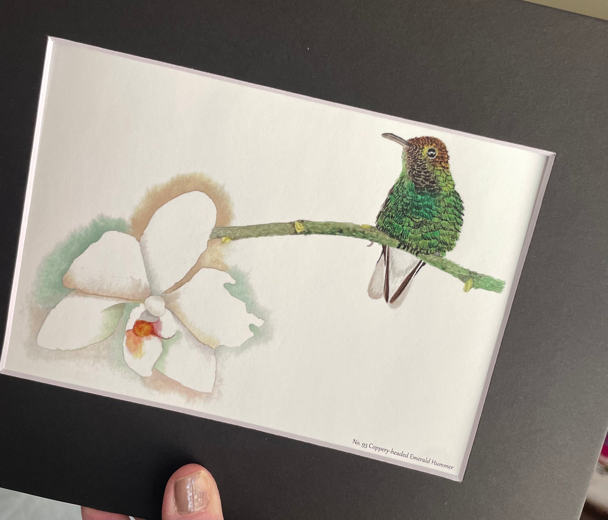 Coppery-Headed Hummingbird - Bird Art by KB