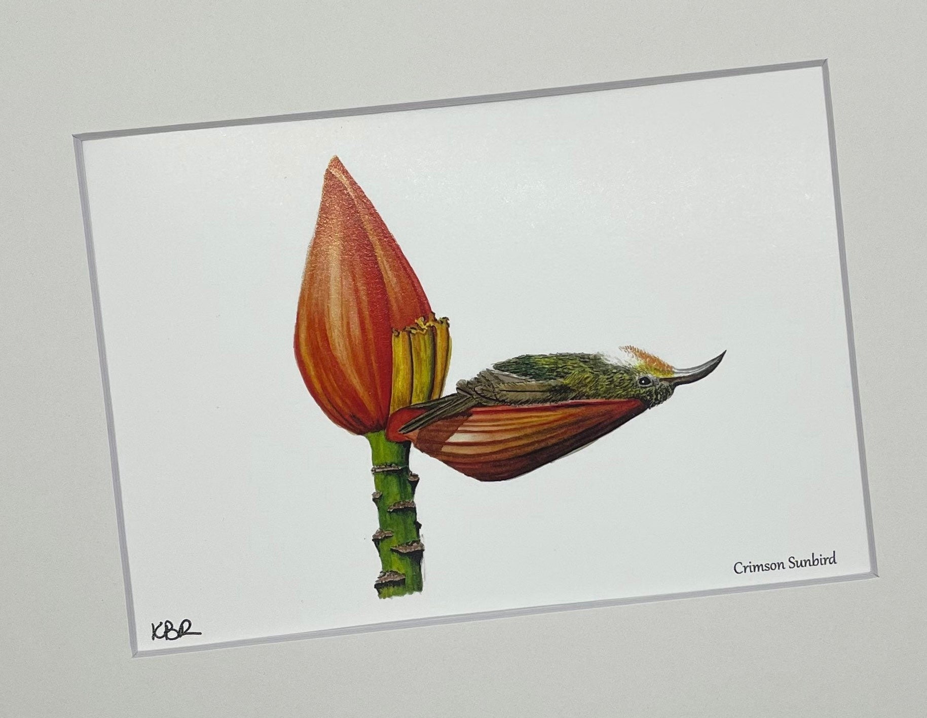 Little Green Sunbird - Bird Art by KB