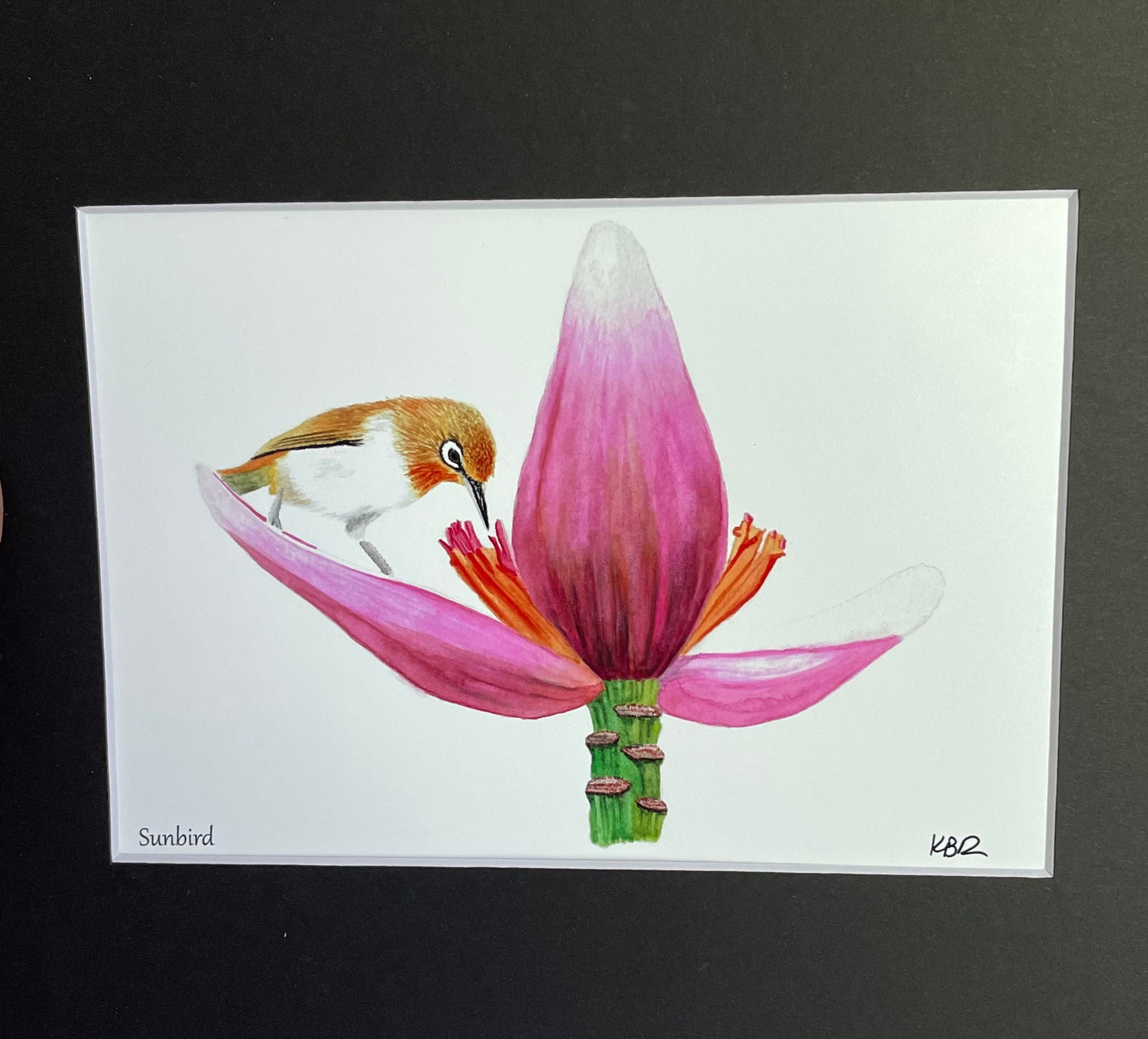 Plain Sunbird - Bird Art by KB