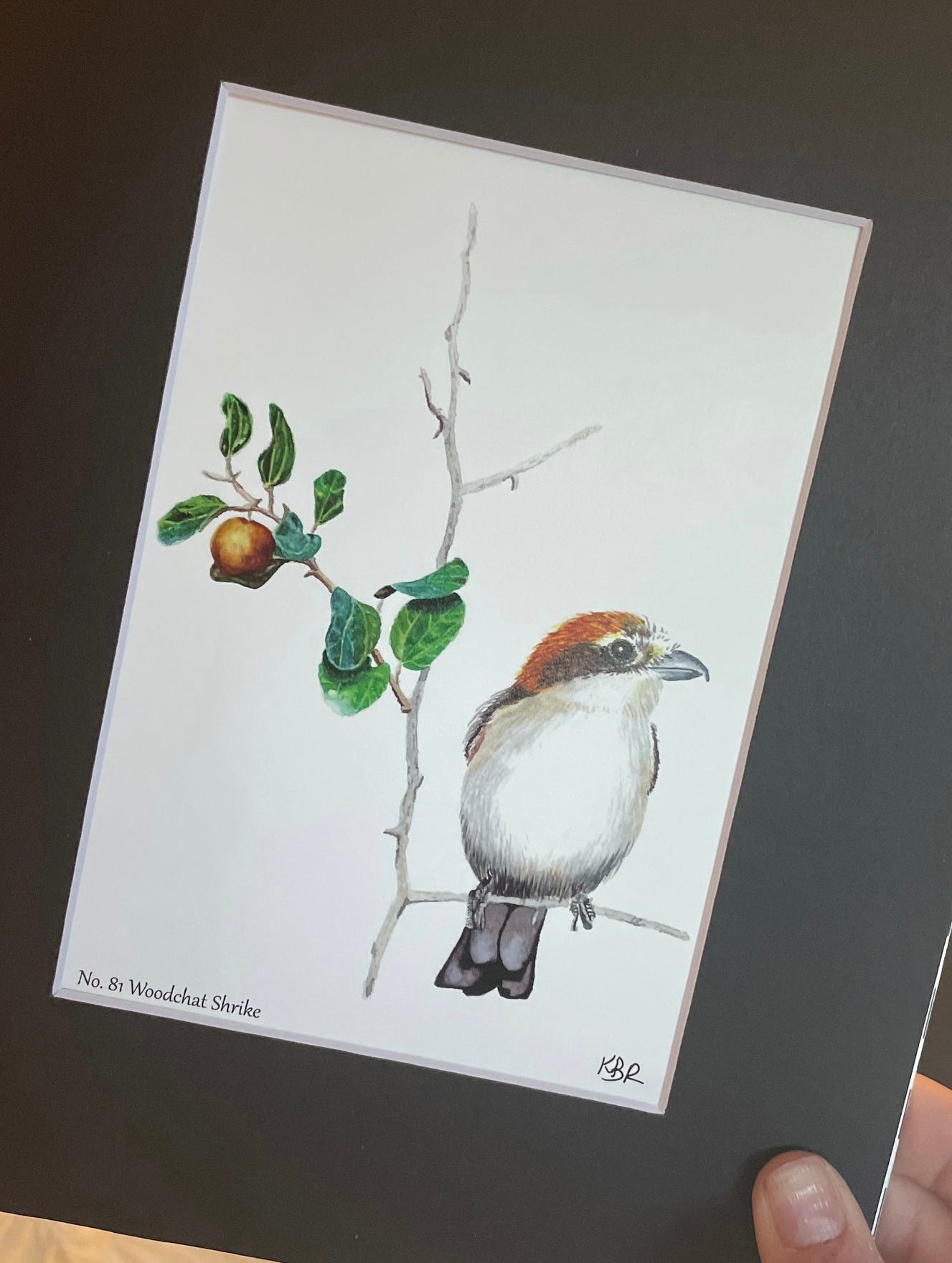 Woodchat Shrike - Bird Art by KB