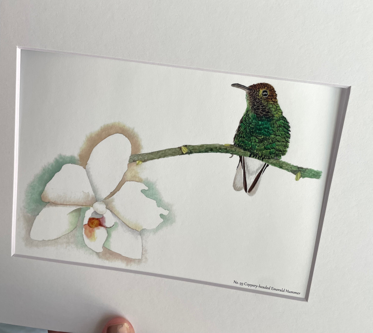 Coppery-Headed Hummingbird - Bird Art by KB