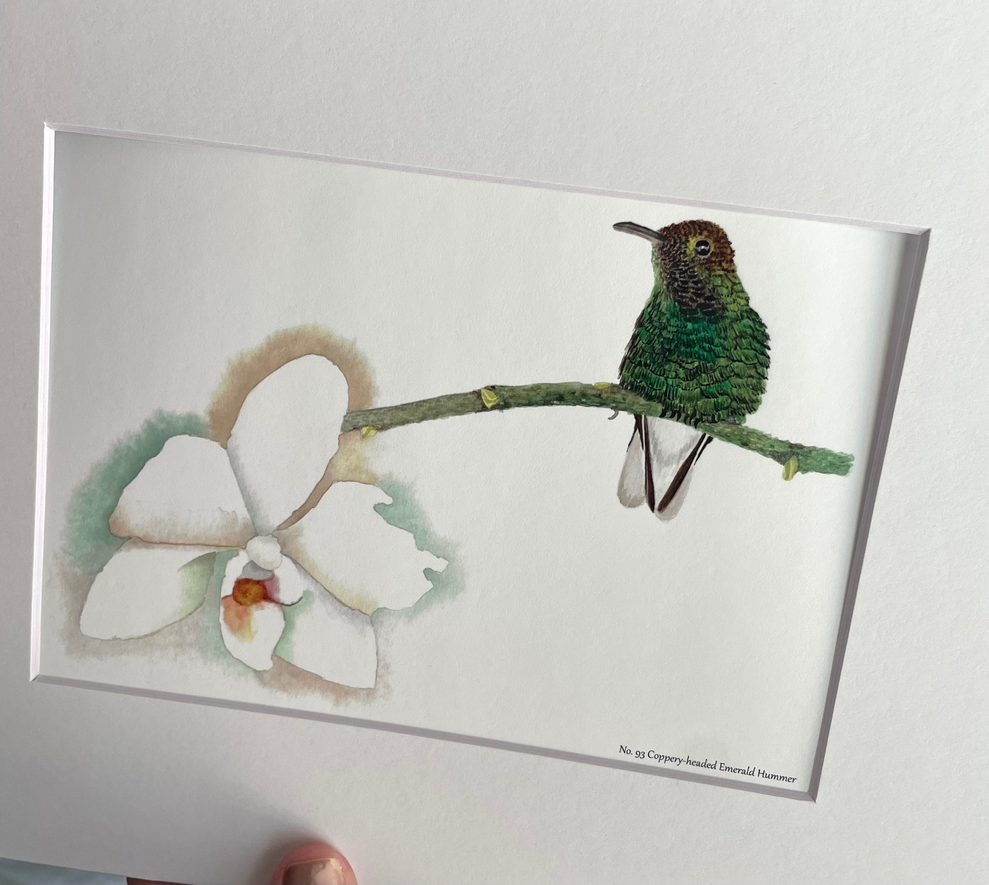 Coppery-Headed Hummingbird - Bird Art by KB