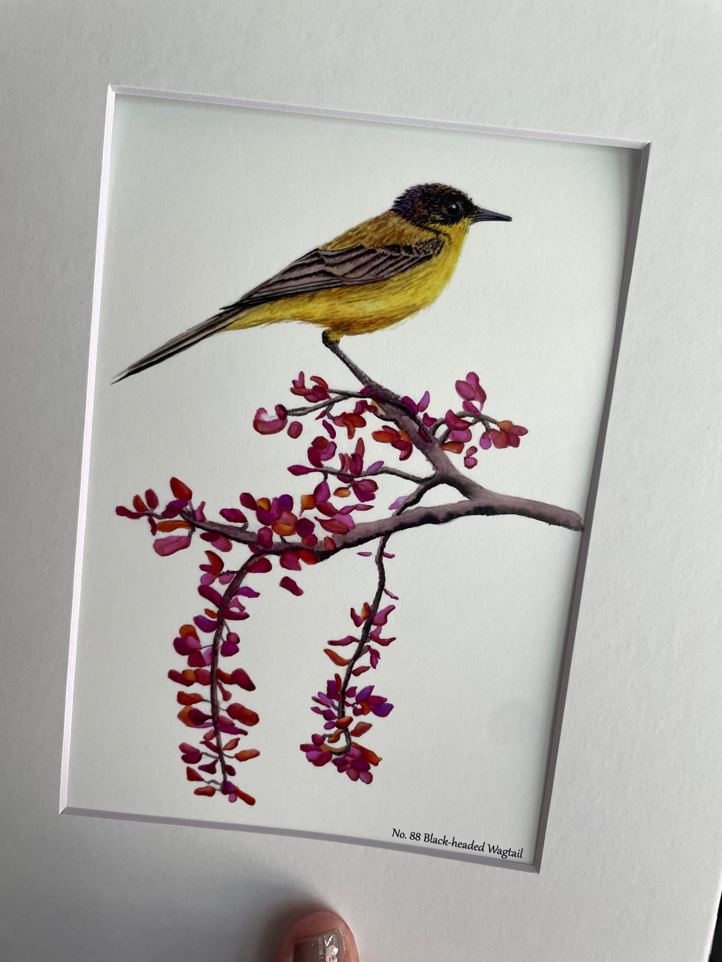 Black-headed Wagtail - Bird Art by KB