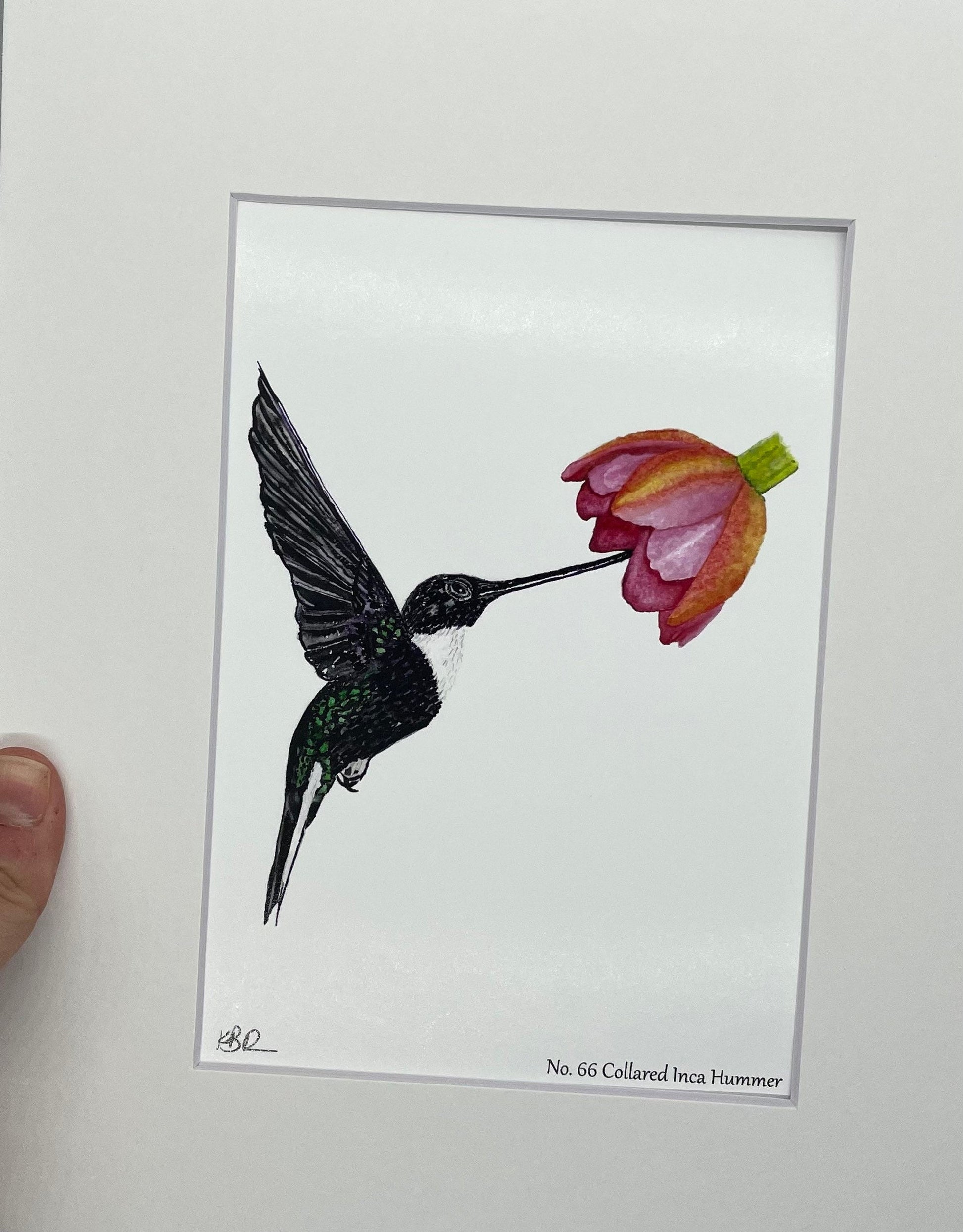 Collared Inca Hummingbird - Bird Art by KB