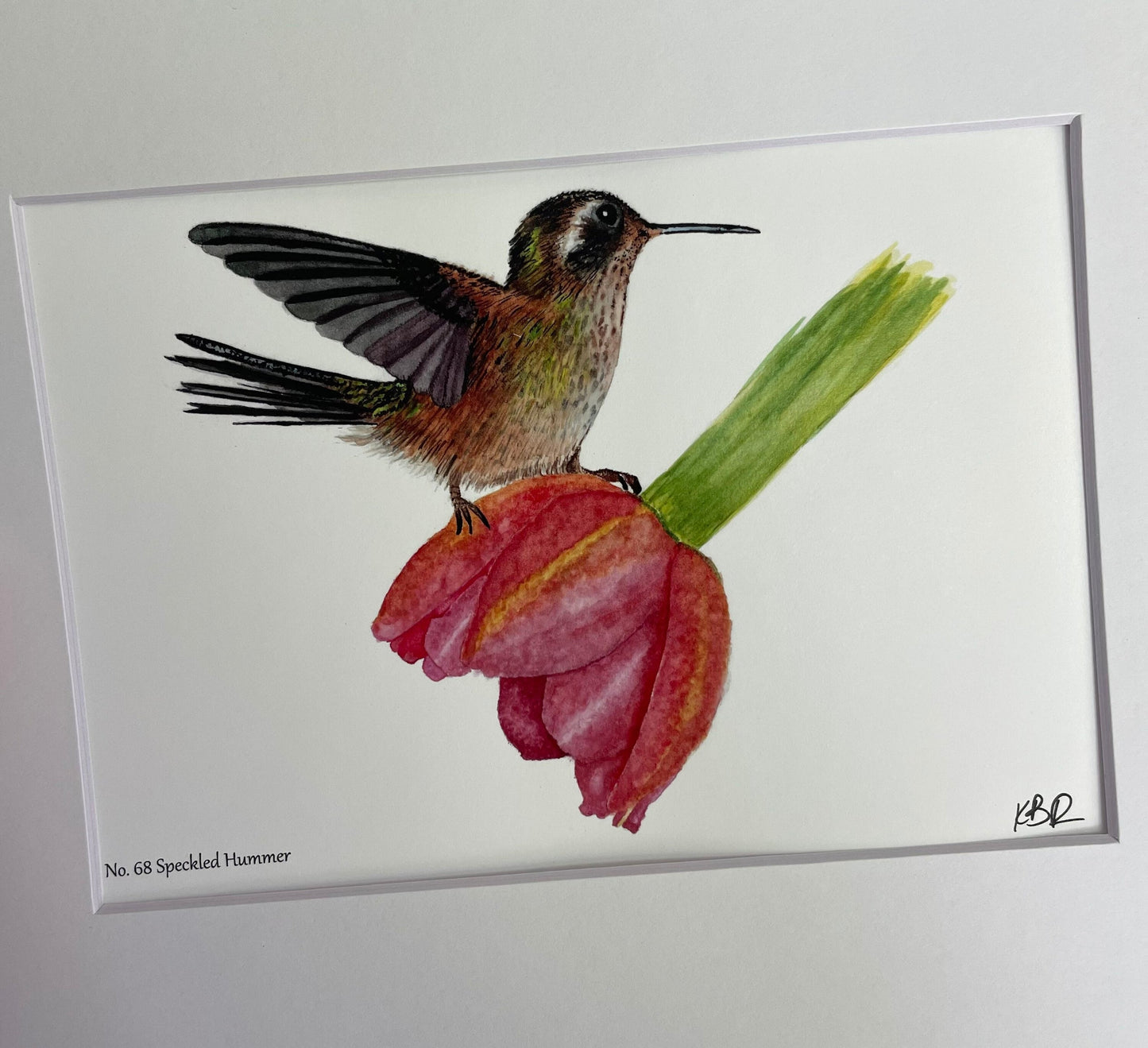 Speckled Hummingbird - Bird Art by KB