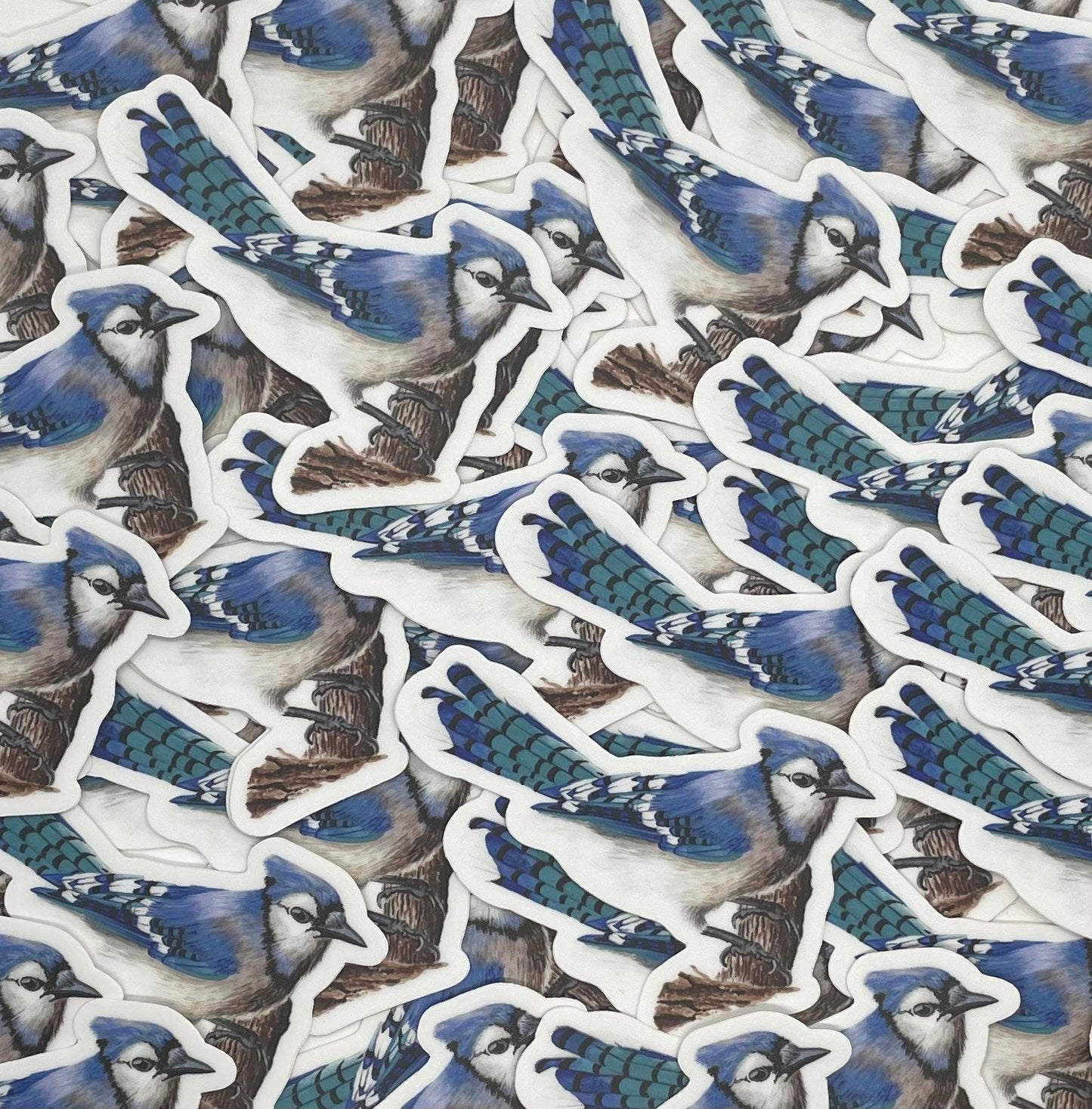 Blue Jay - Bird Art by KB