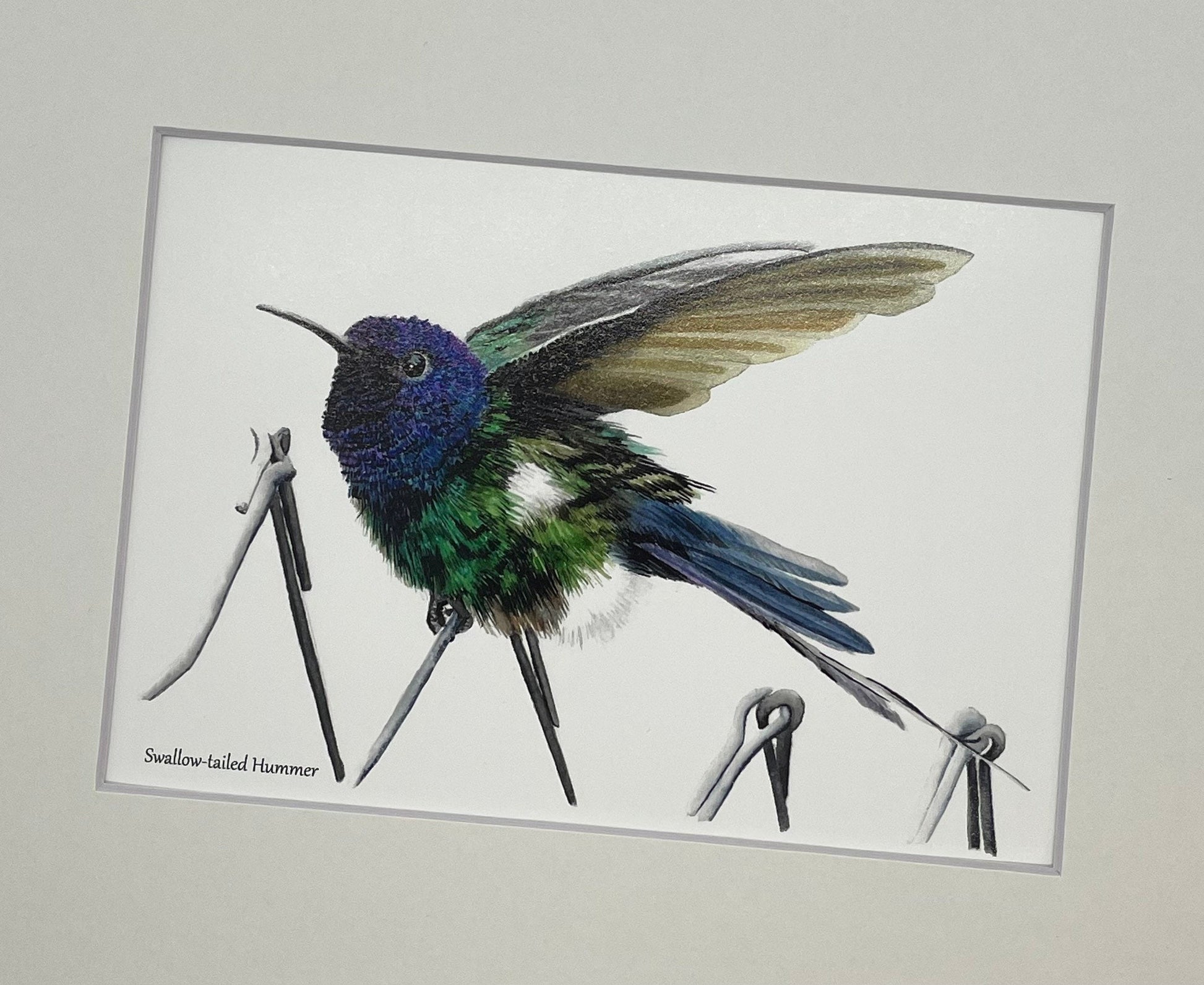 Swallow-Tailed Hummingbird - Bird Art by KB