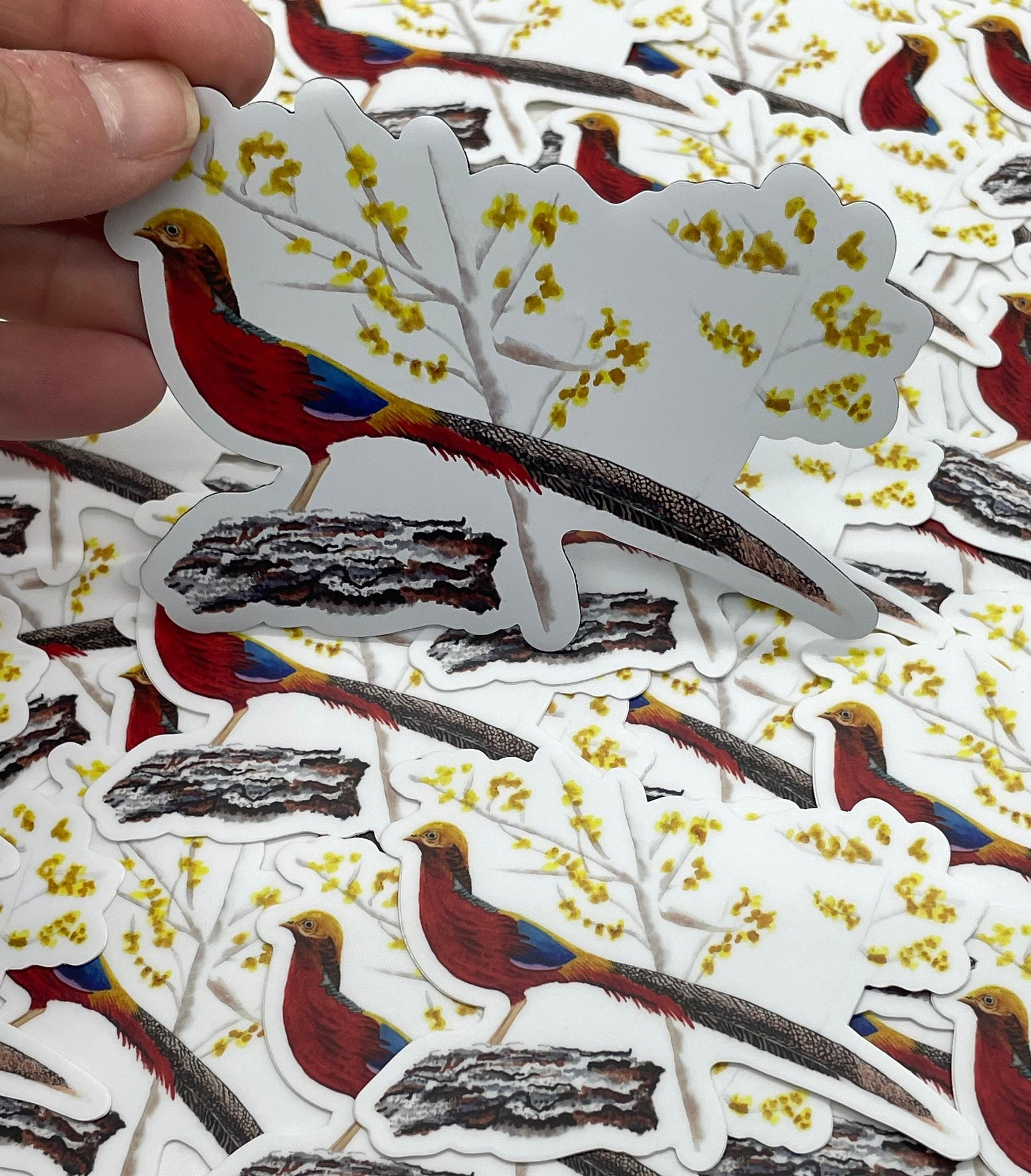 Golden Pheasant - Bird Art by KB