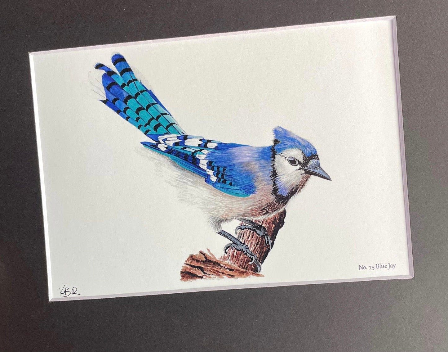 Blue Jay - Bird Art by KB