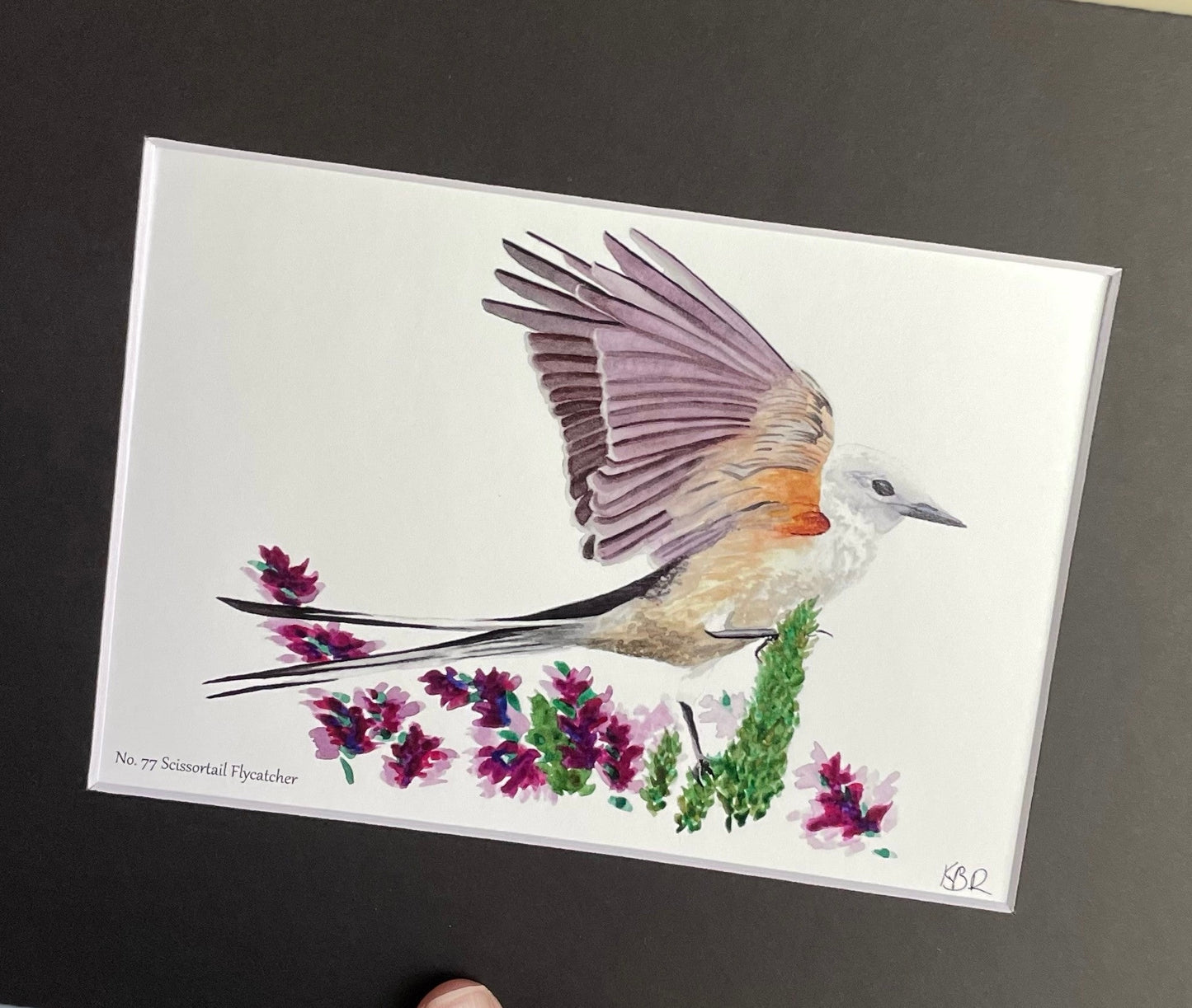 Scissortail Flycatcher - Bird Art by KB
