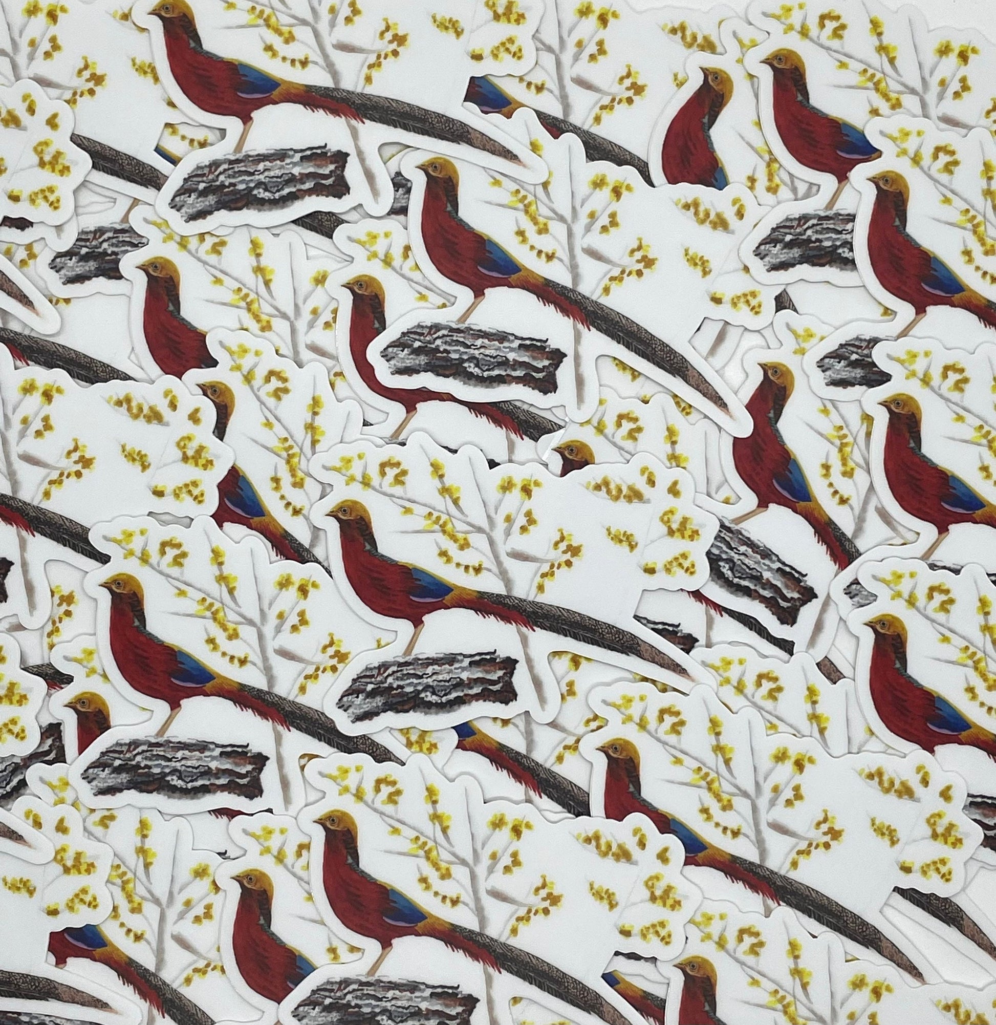 Golden Pheasant - Bird Art by KB