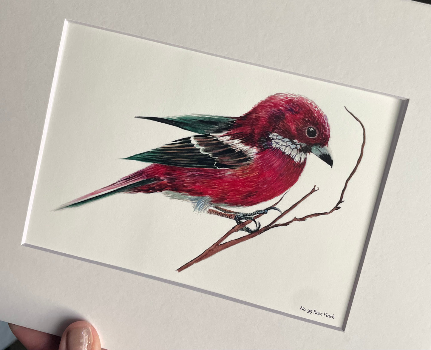 Rose Finch - Bird Art by KB