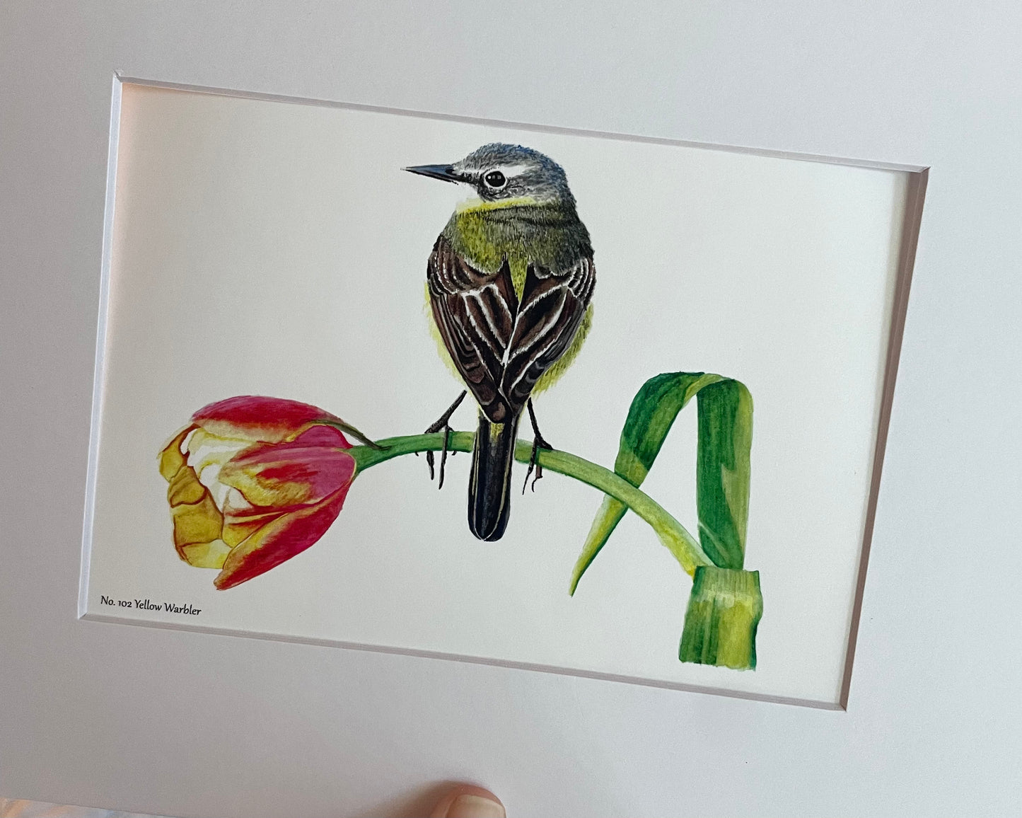 Yellow Wagtail - Bird Art by KB