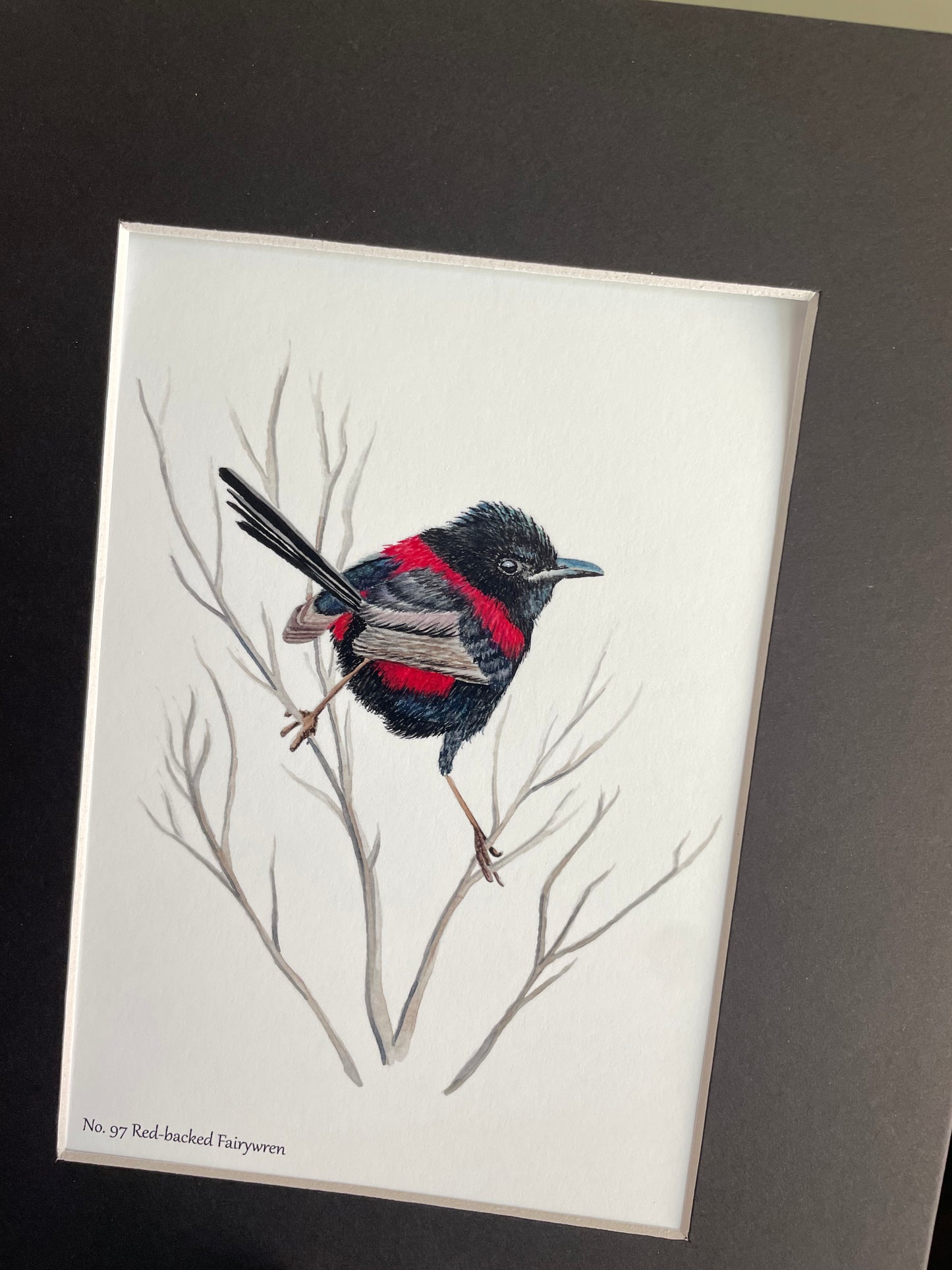 Red-backed Fairywren - Bird Art by KB