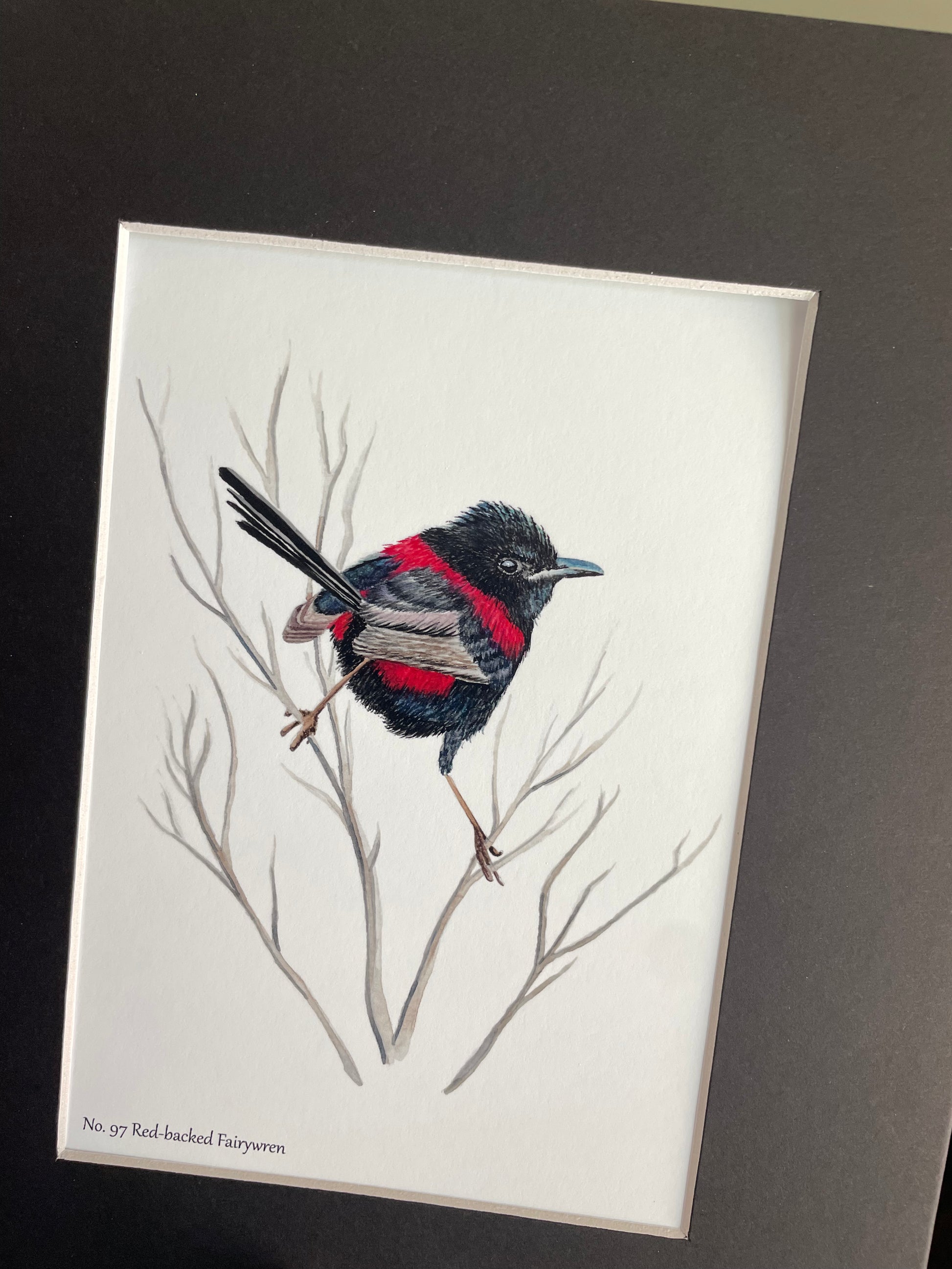 Red-backed Fairywren - Bird Art by KB