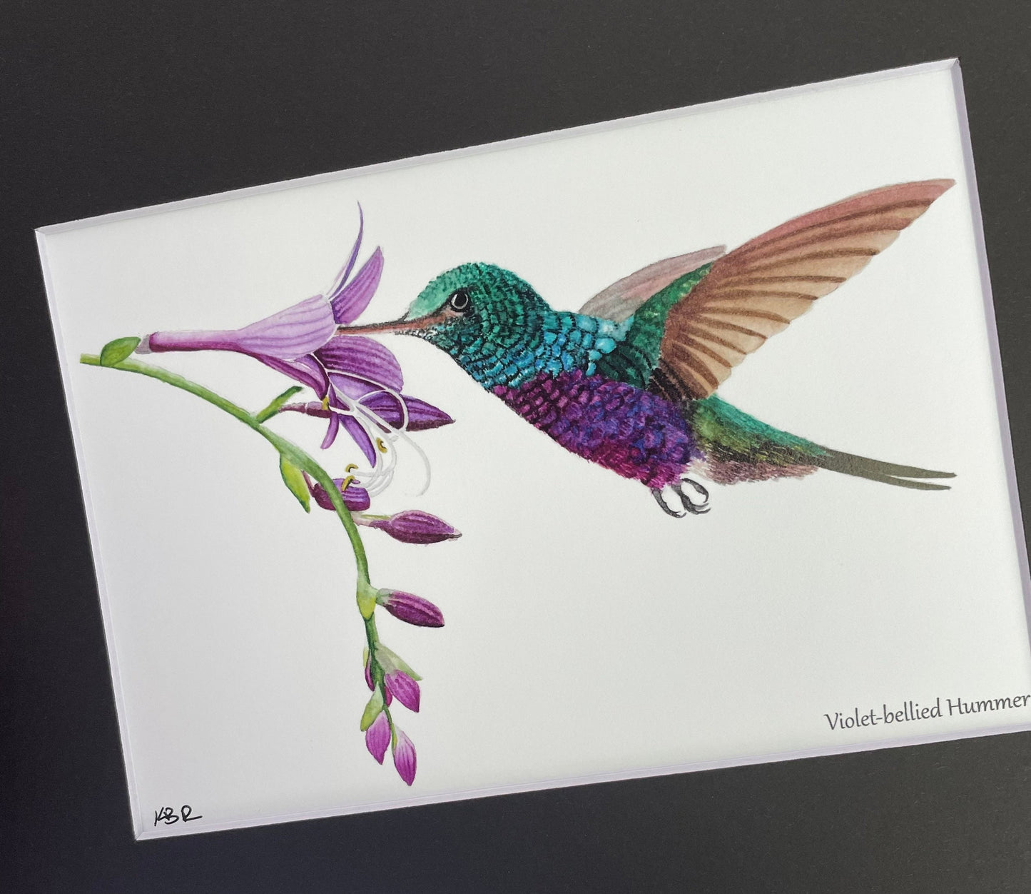 Violet-bellied Hummingbird - Bird Art by KB
