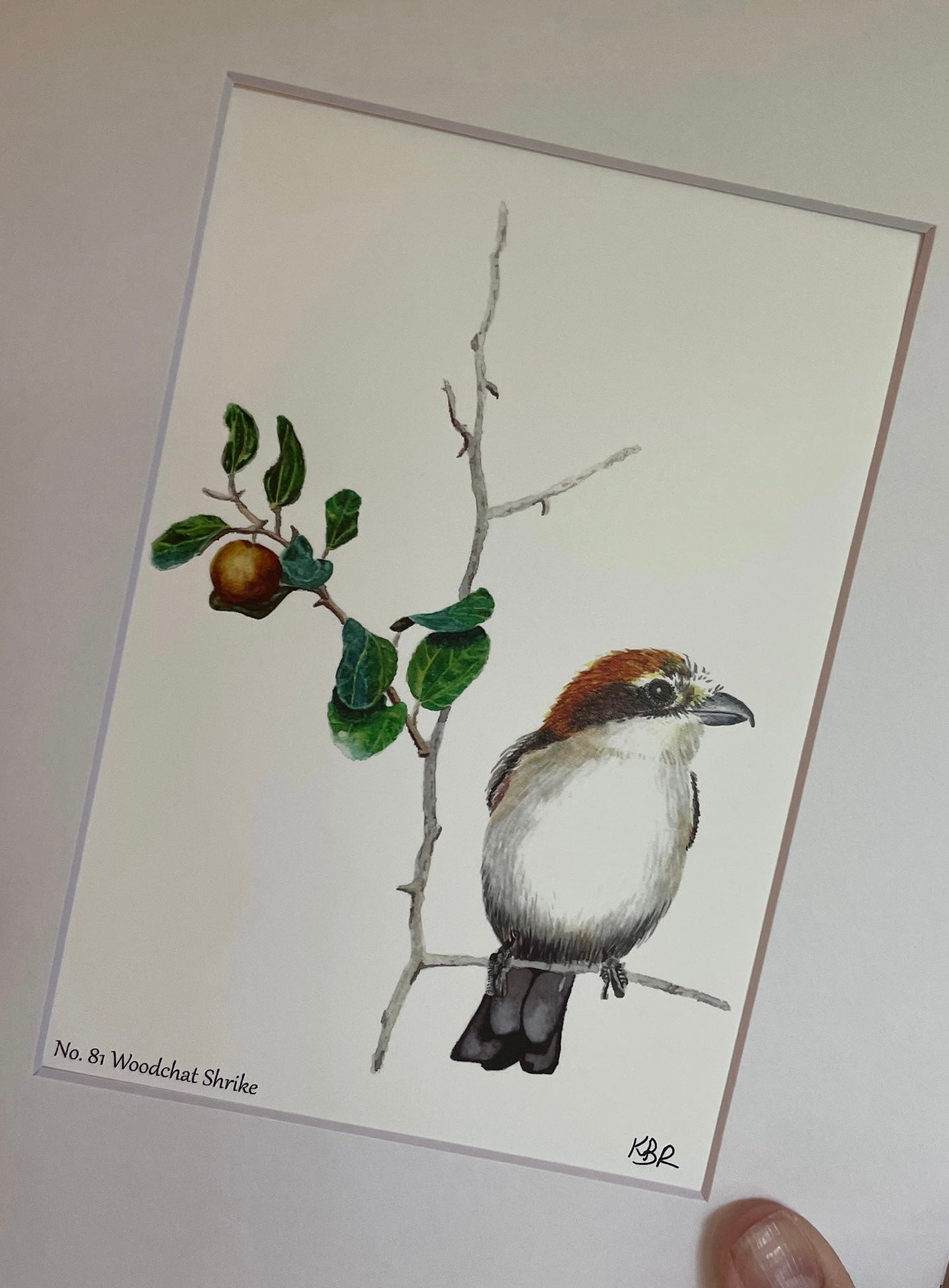 Woodchat Shrike - Bird Art by KB